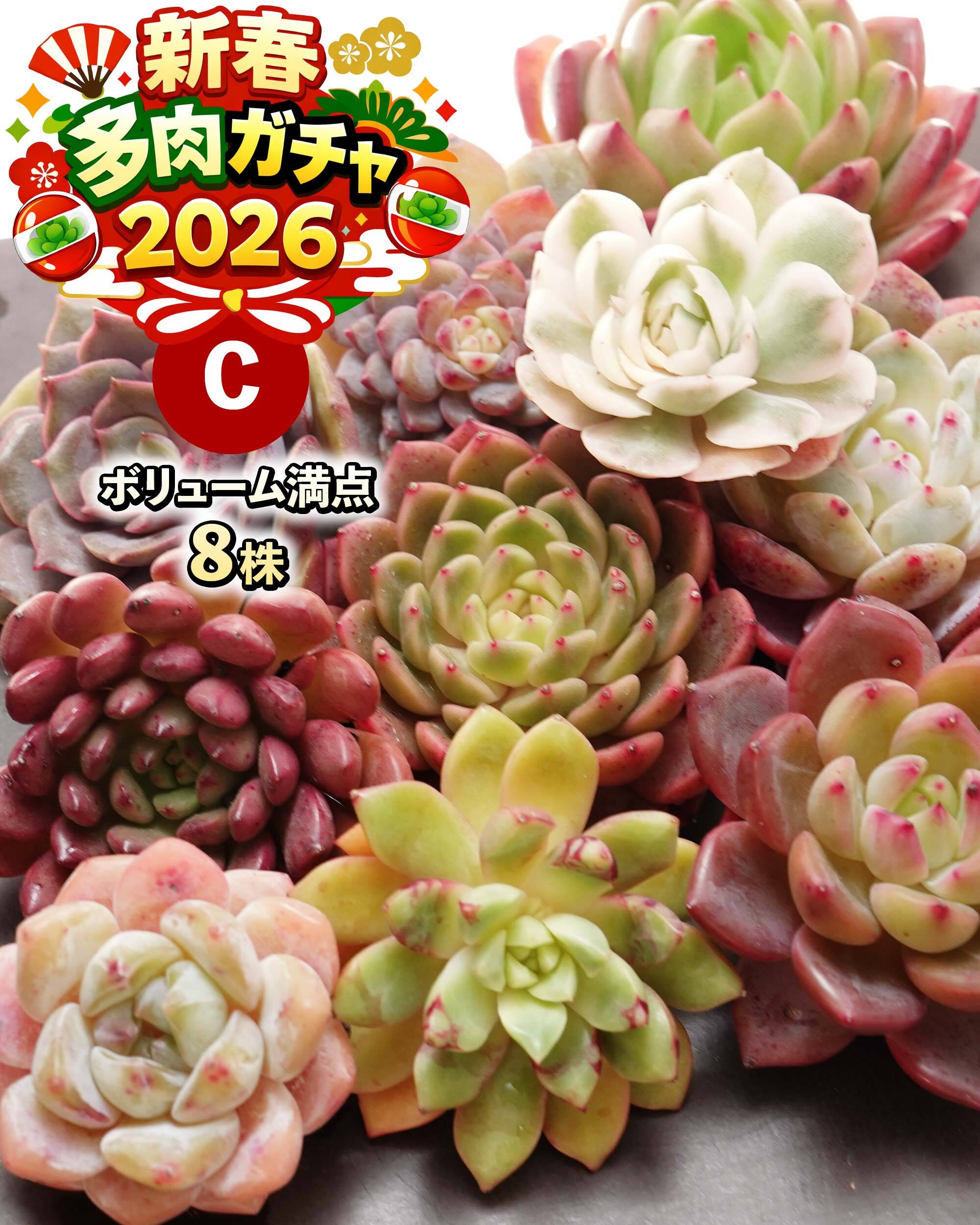 抜き苗 レッドライト Echeveria 'Red Light' | PUKUBOOK SUCCULENTS