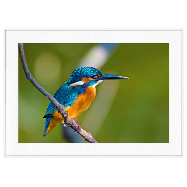 動物写真 鳥 カワセミ インテリアアートポスター額装 AS3183
