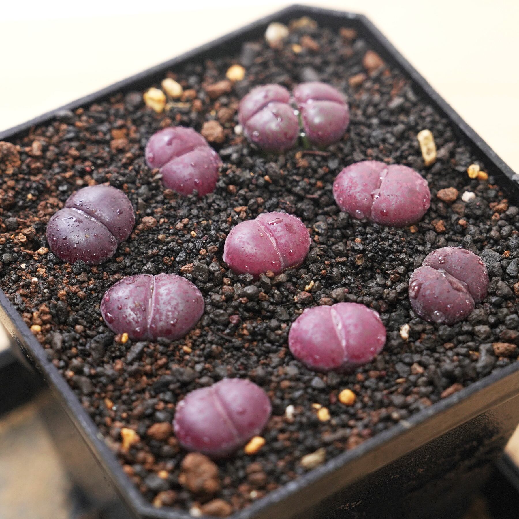 抜き苗 リトープス ジャムブーレ Lithops lesliei 