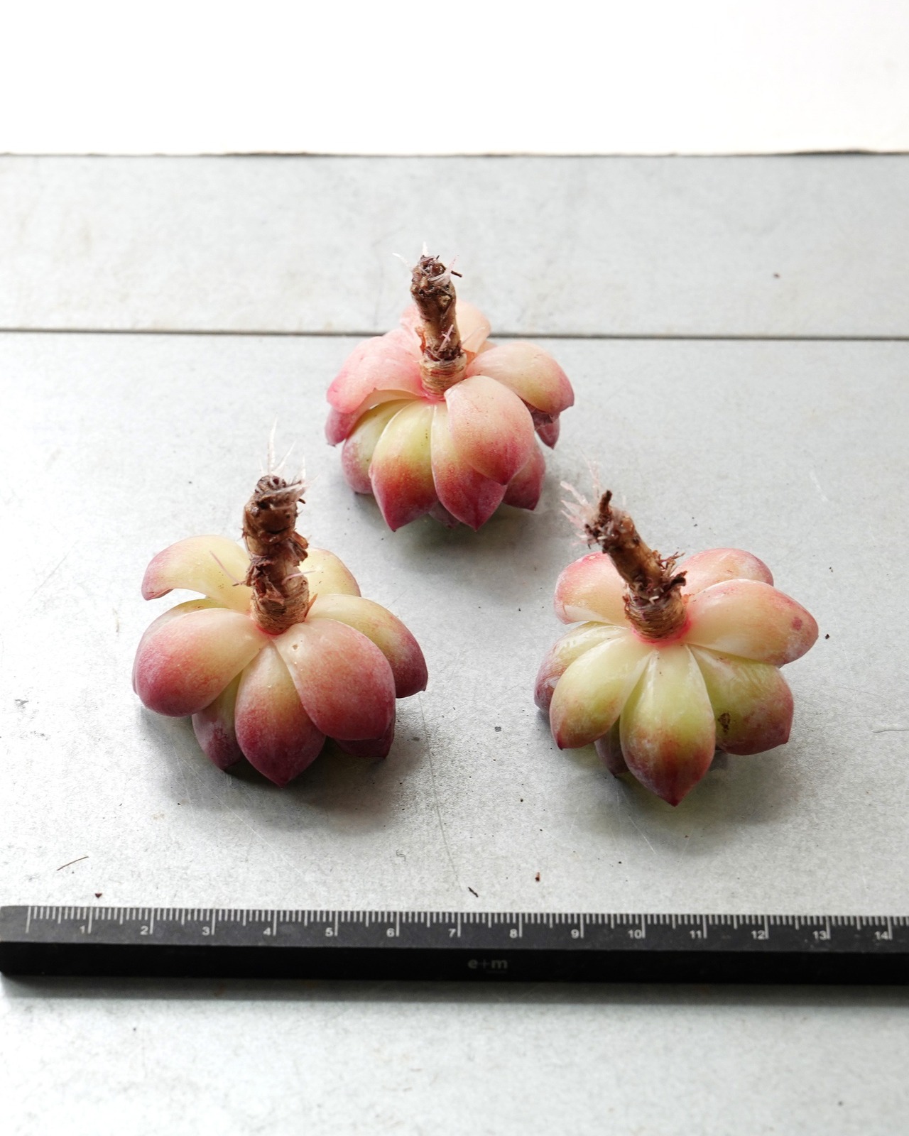 発根済カット苗 ピンクムーン M Echeveria 'Pink Moon'