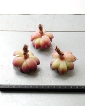 発根済カット苗 ピンクムーン M Echeveria 'Pink Moon'