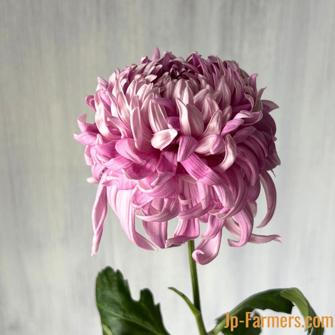 絵になる菊 セイマノア 10本 愛知県 | 新鮮お花問屋 Jp-Farmers.com