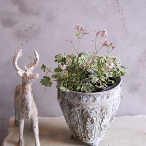 ナツメグゼラニューム　寄せ植えにオススメ　宿根草