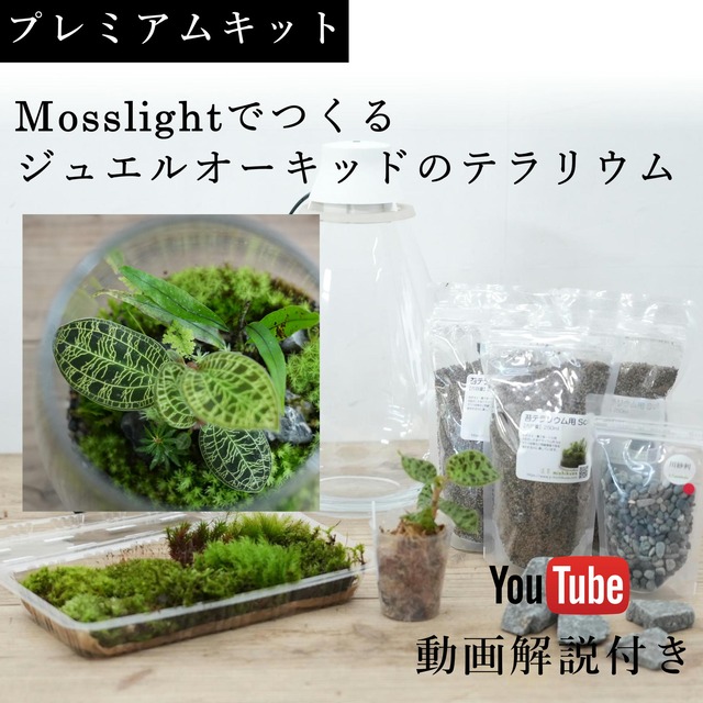 【プレミアムキット】Mosslight-LEDで作るジュエルオーキッドのテラリウム　◆動画解説付き