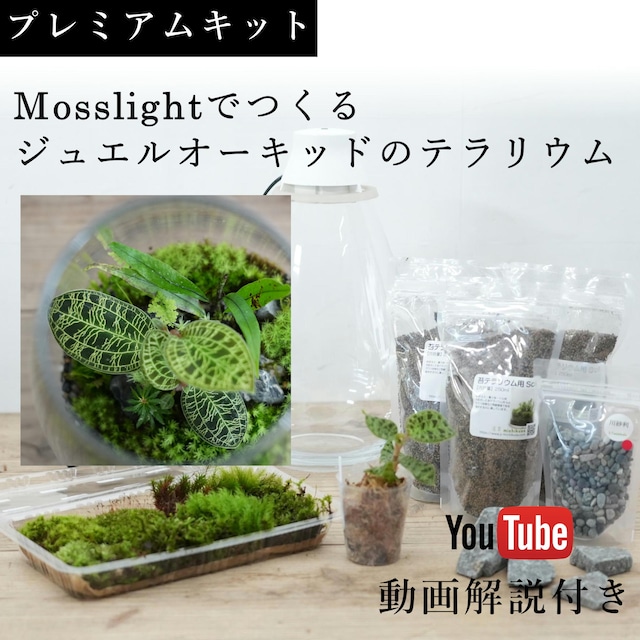 【プレミアムキット】Mosslight-LEDで作るジュエルオーキッドのテラリウム　◆動画解説付き