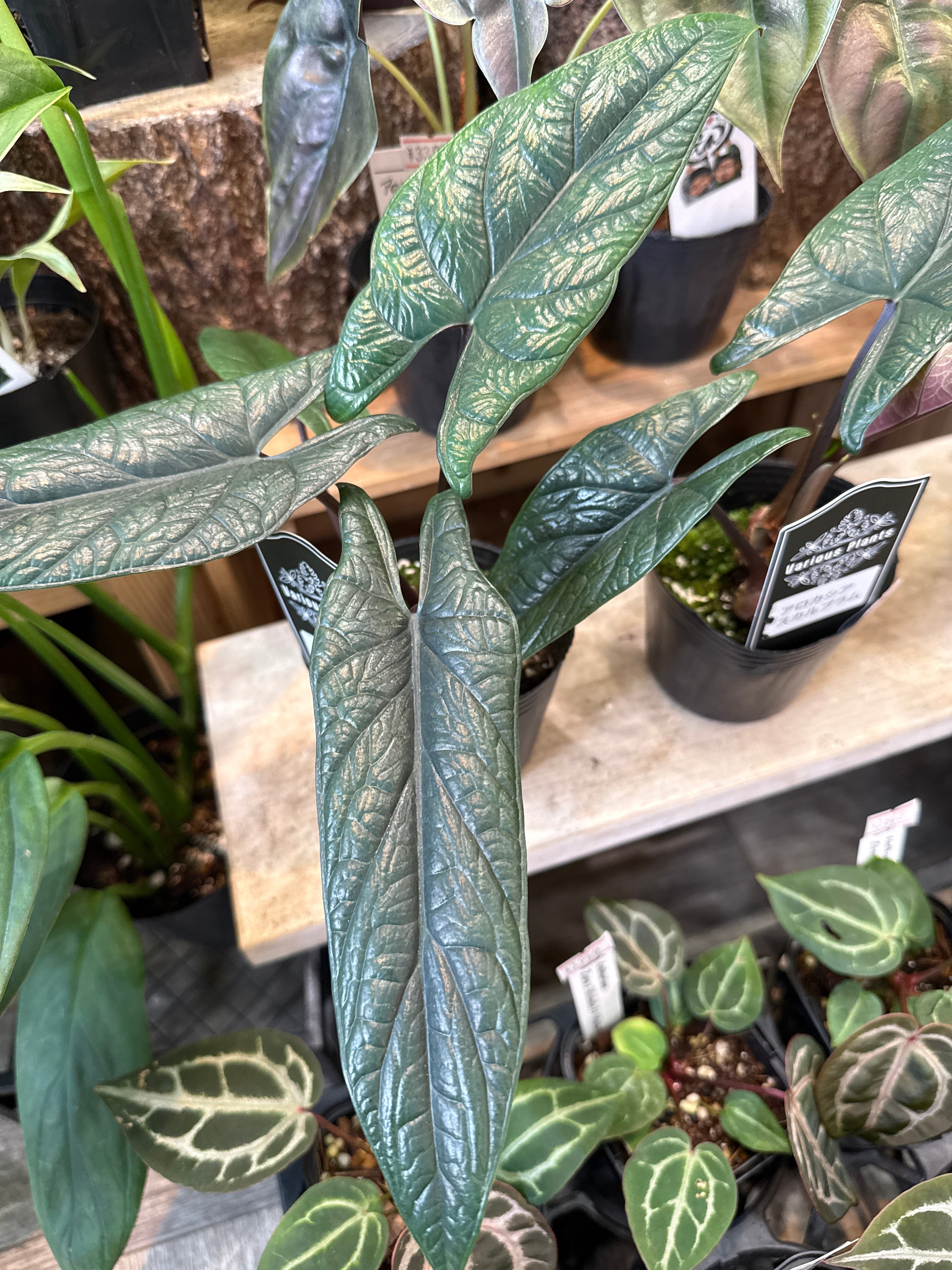 アロカシア スカルプラム | Gardenえん 【観葉熱帯植物】
