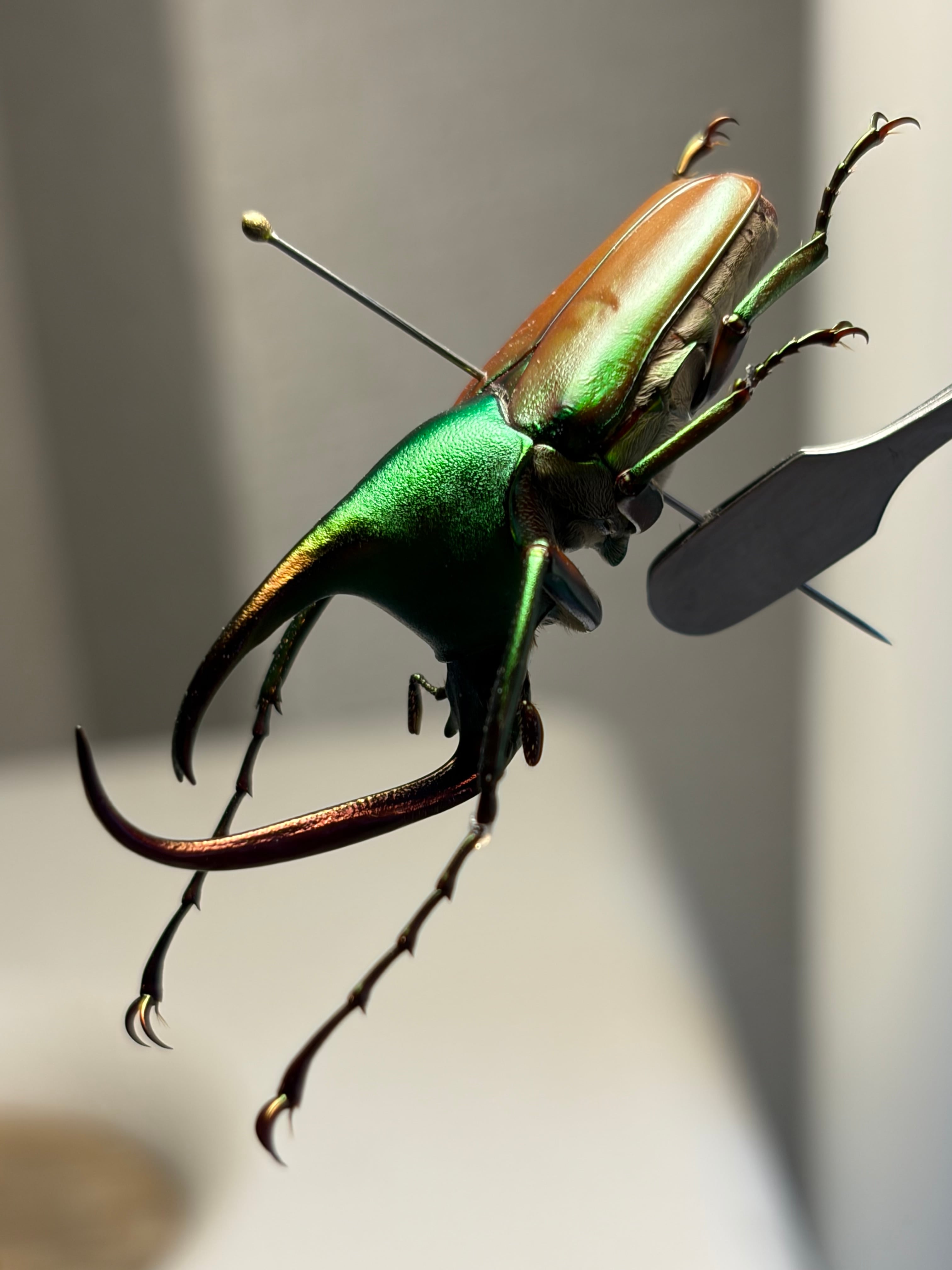 41mm】アントアンカブトハナムグリ 標本 | オモニキチュウ