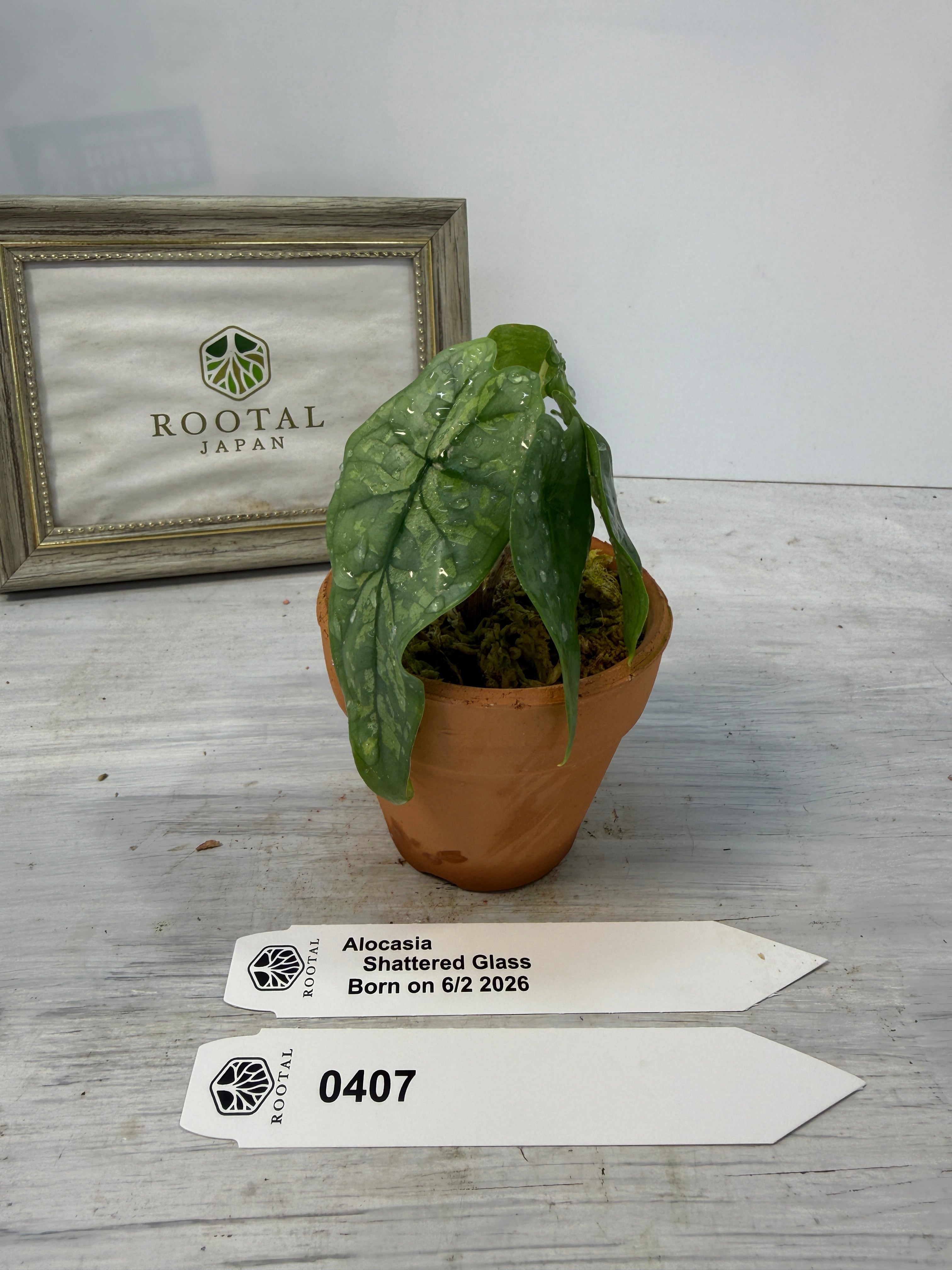 アロカシア | ROOTALPLANTS