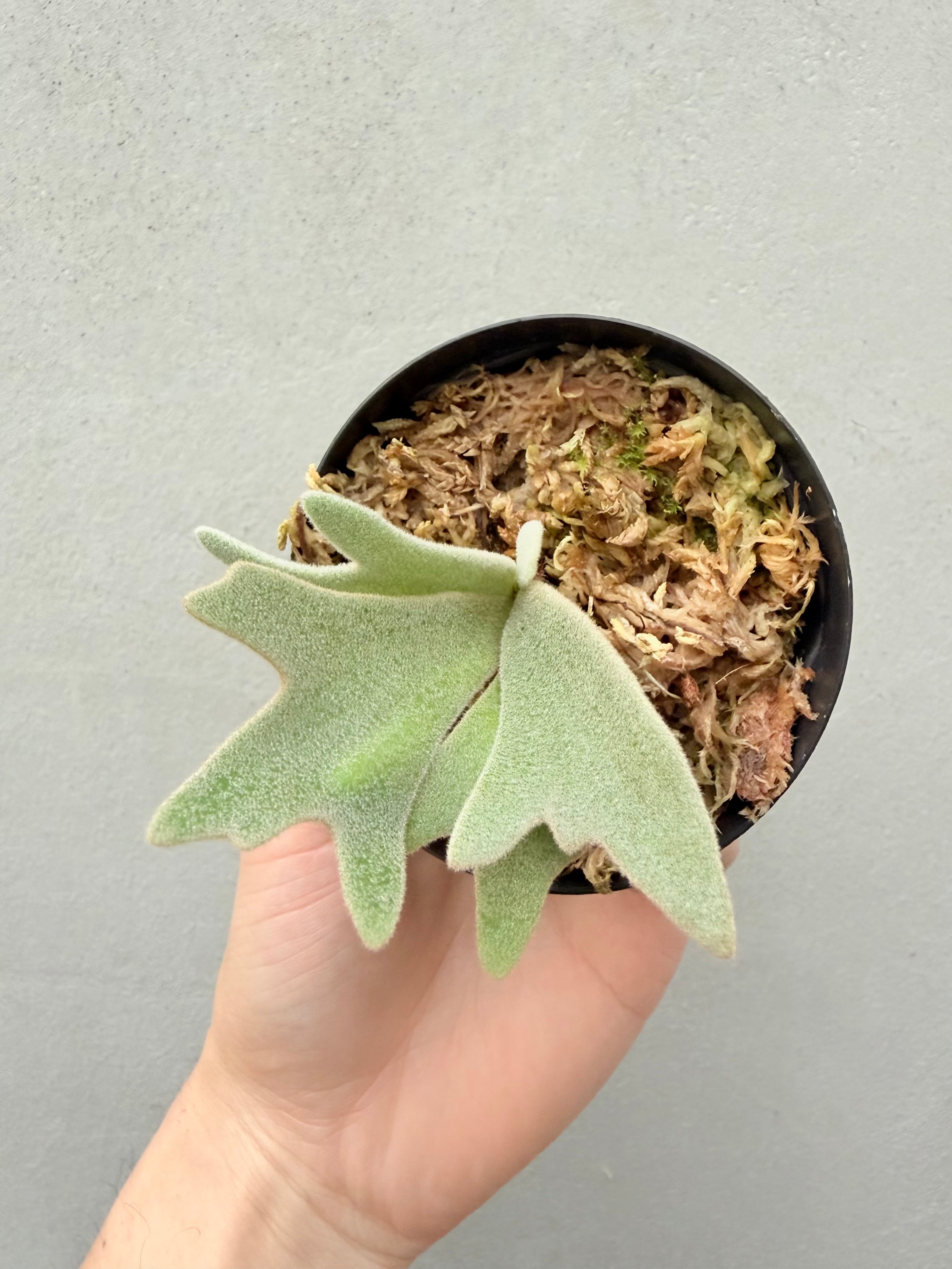 c) P. willinckii 'Frosty Maiden' spore grown ① ビカクシダ