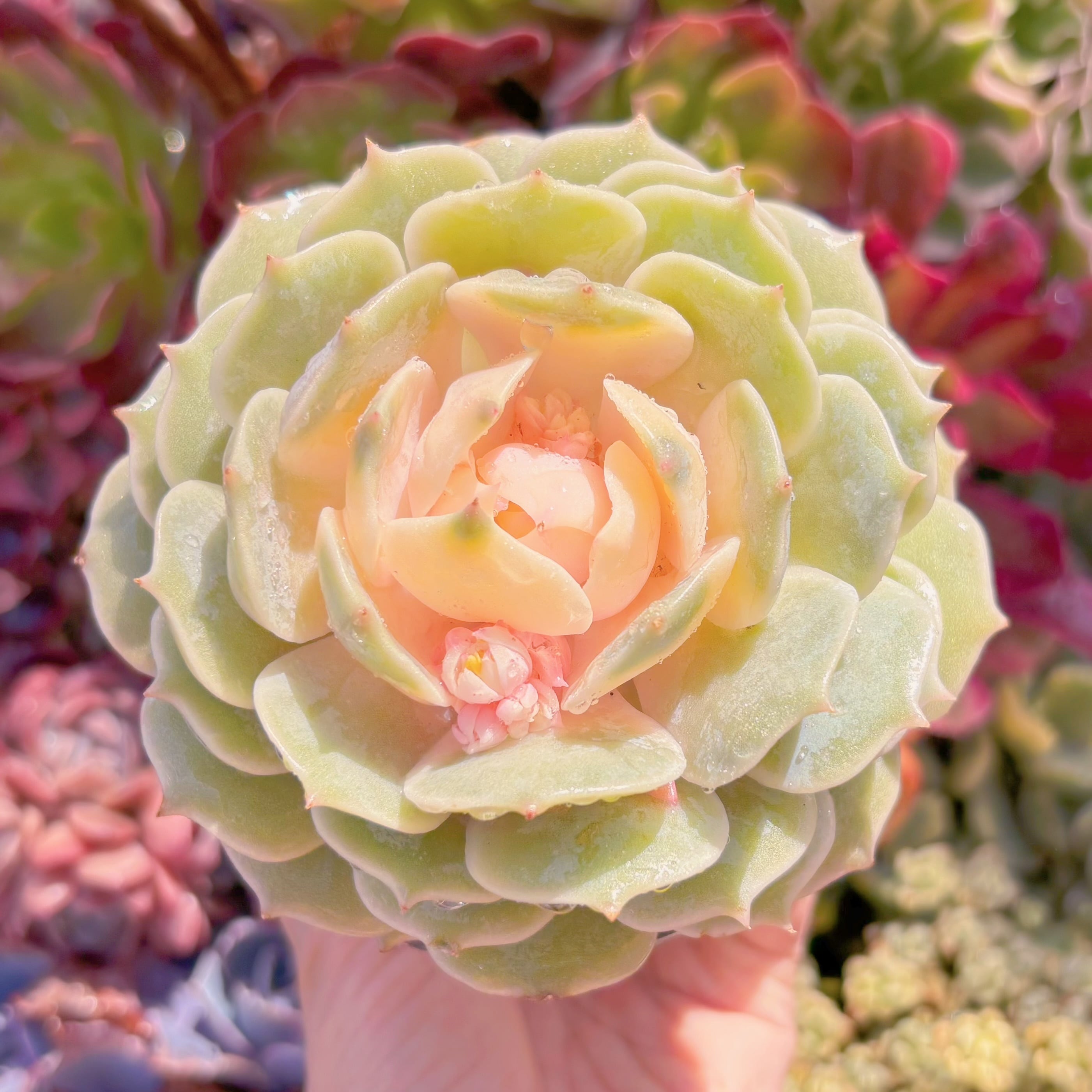 現品　ローラ錦#246　大苗　るる農園