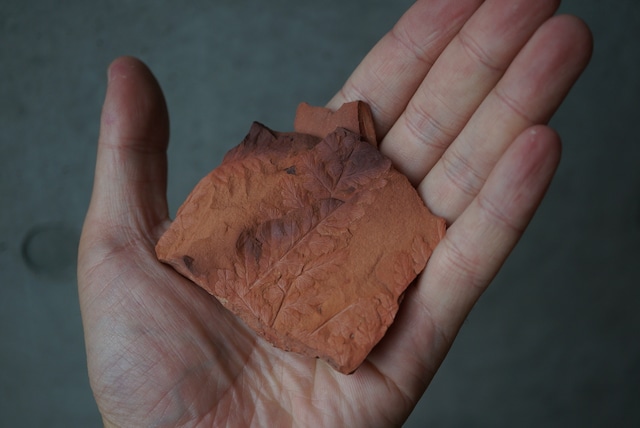 ポーランド産シダ植物化石 Mariopteris sp. 1636