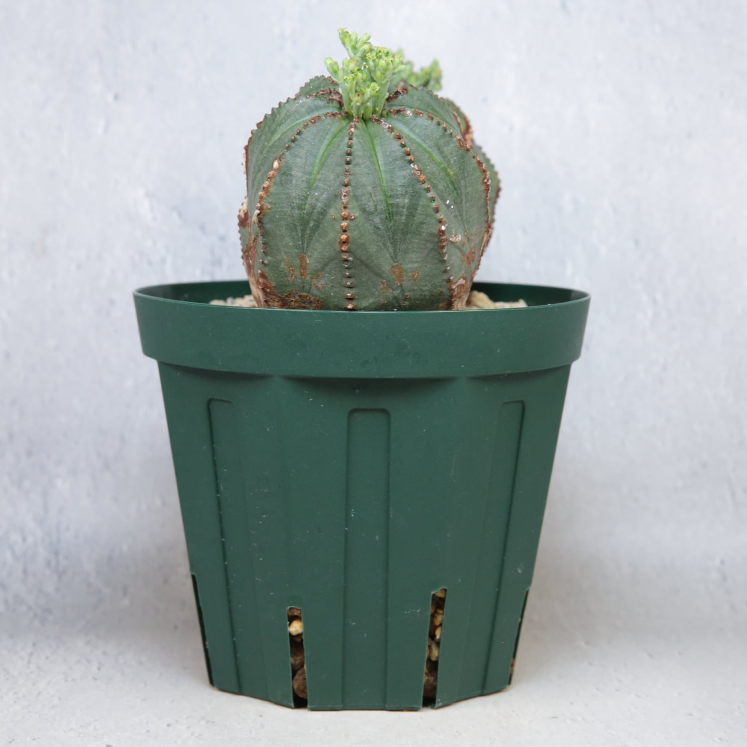 メス株 最大幅 約14cm ダブルヘッド オベサ / ユーフォルビア