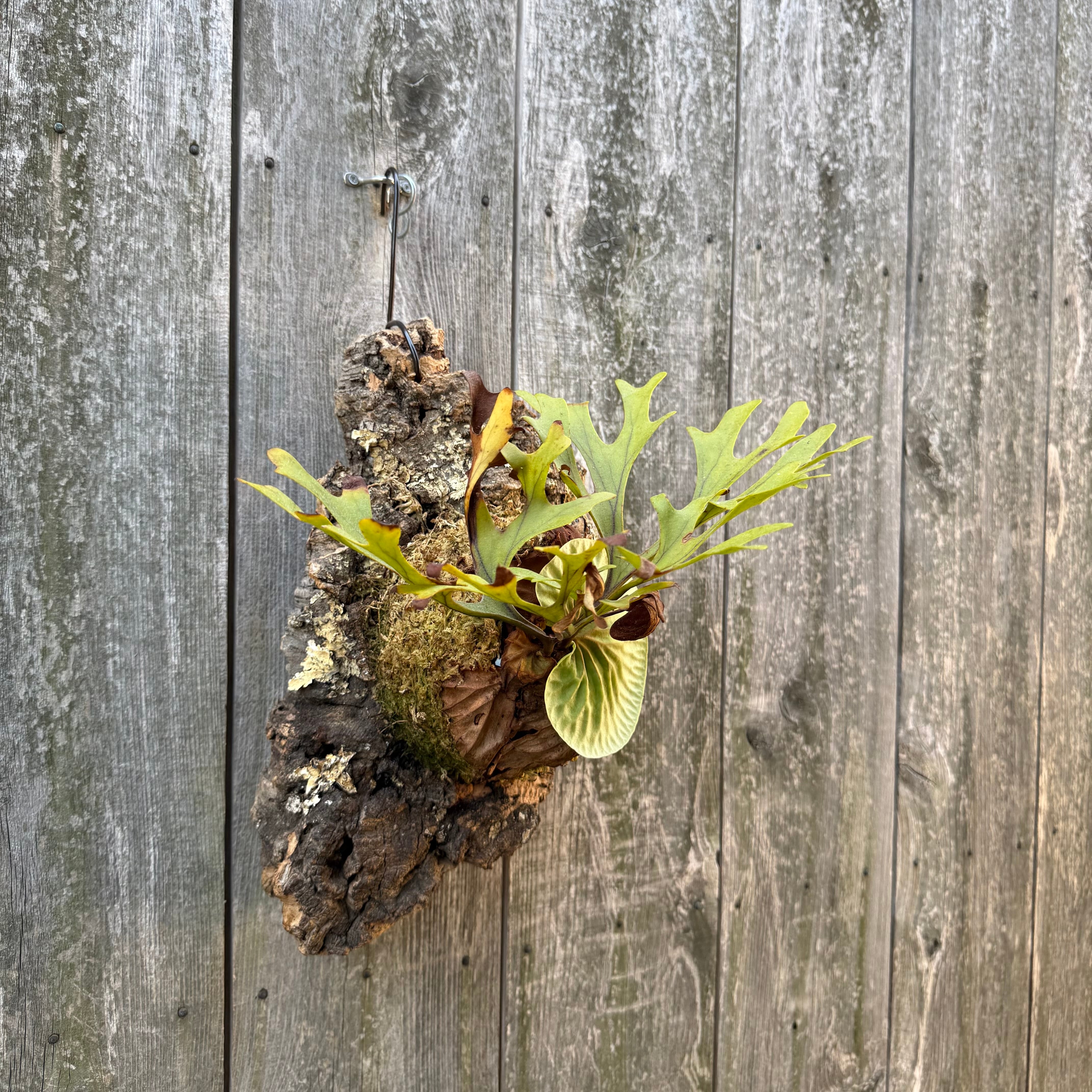 P.ridleyi wild | naturefix