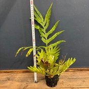 【伊藤蟻】Drynaria pleuridioides Antapan, Bali [S0320-02)【672】