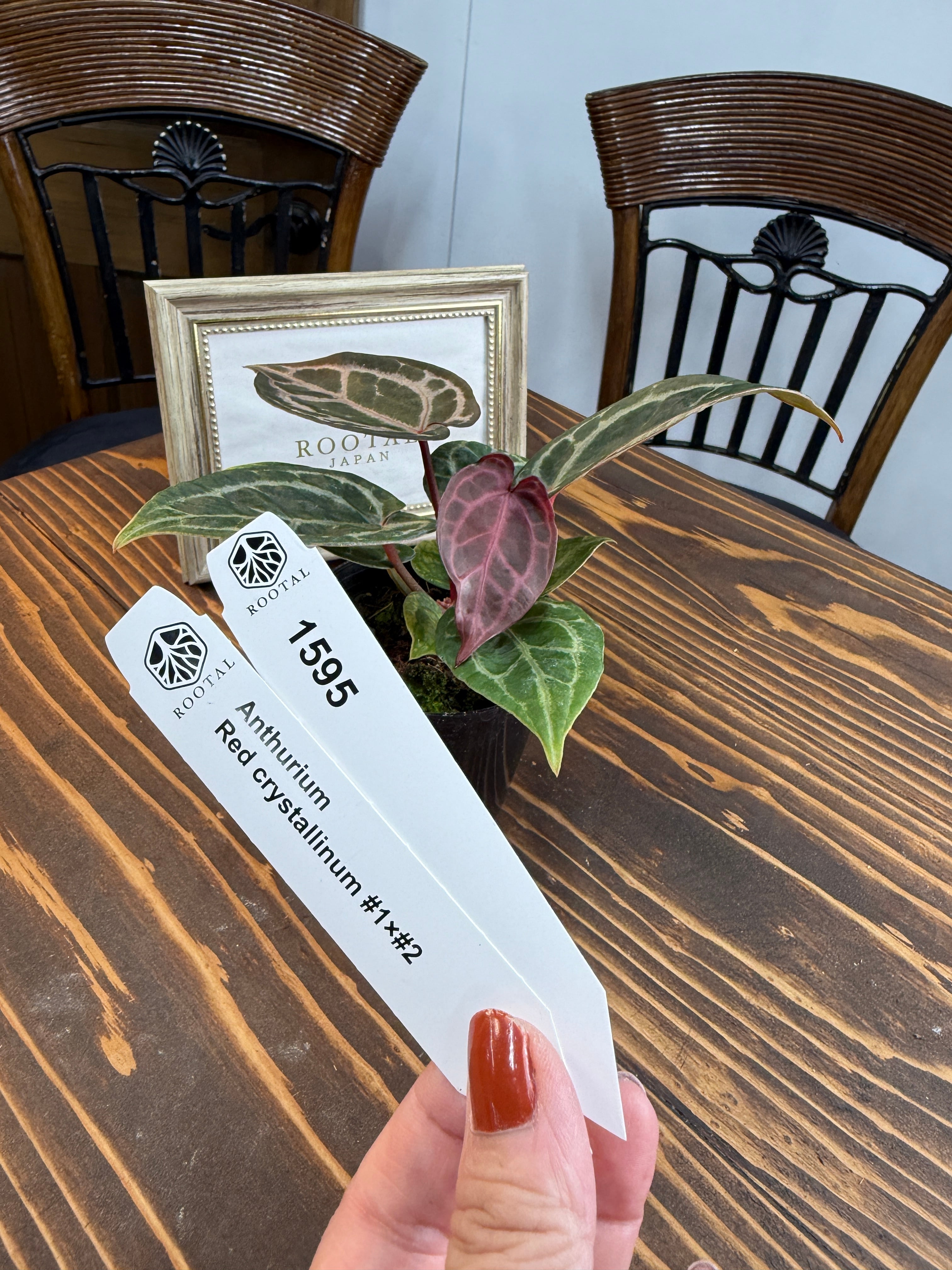 アンスリウムコンプリート 楽天市場】観葉植物 アンスリウム フォルゲッティ sp. 3号硬質黒