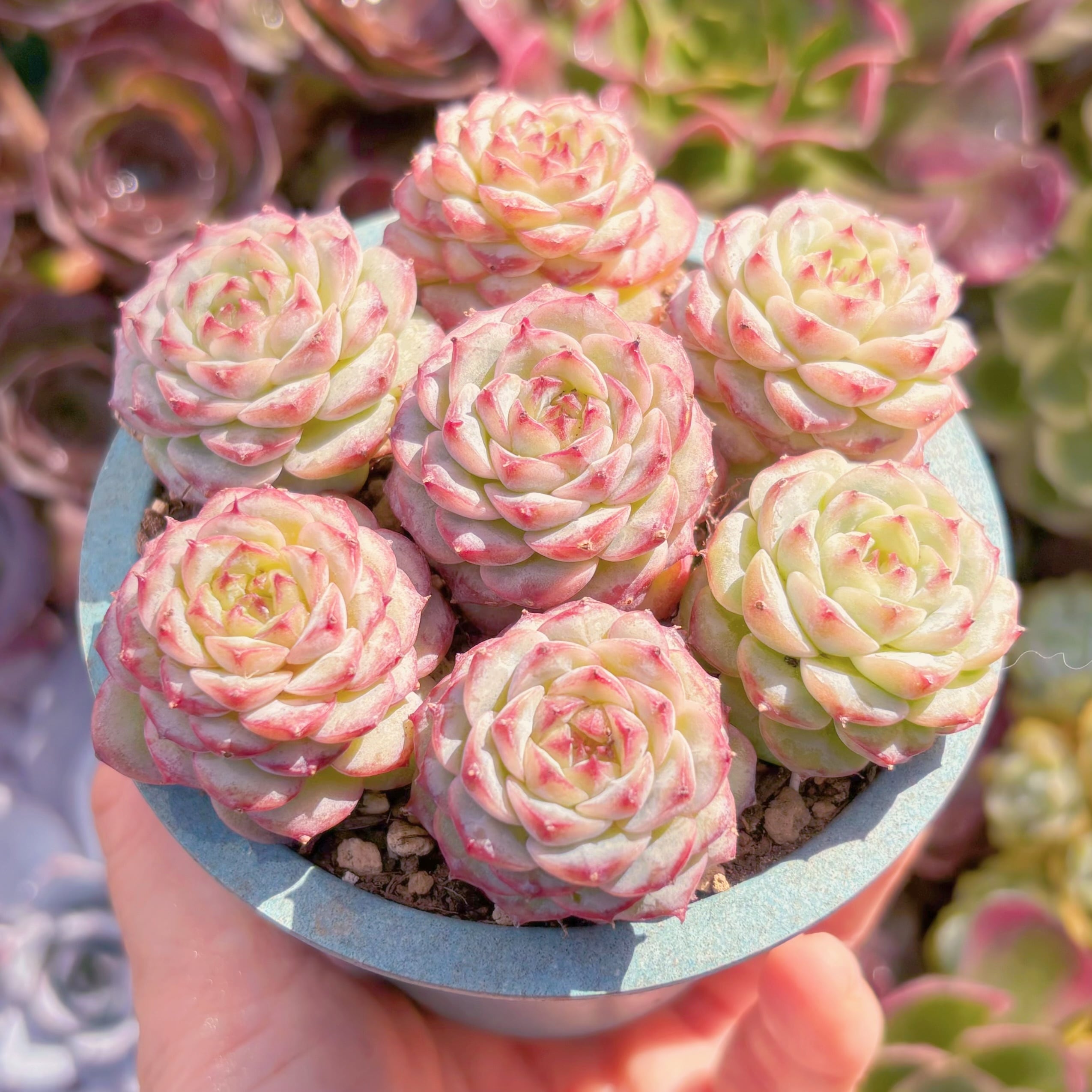 レッドベルベット　6頭群生　多肉植物 多肉植物 レッドベルベット(7苗) 新入荷 るる農園 | るる農園~多肉植物専門