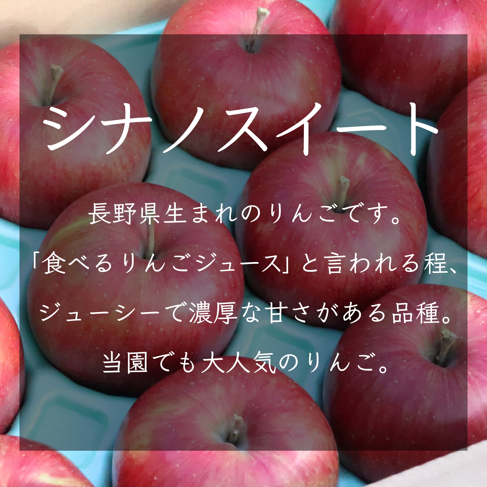 りんご【シナノスイート】約3㎏（8～14玉）　フルーツガーデン北沢／マルカメ醸造所