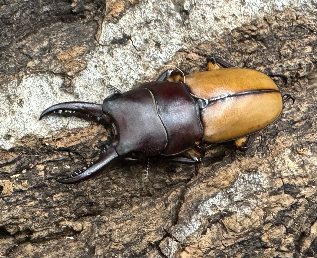 【WD】《ブルイジンノコギリクワガタ 32mm ペア》