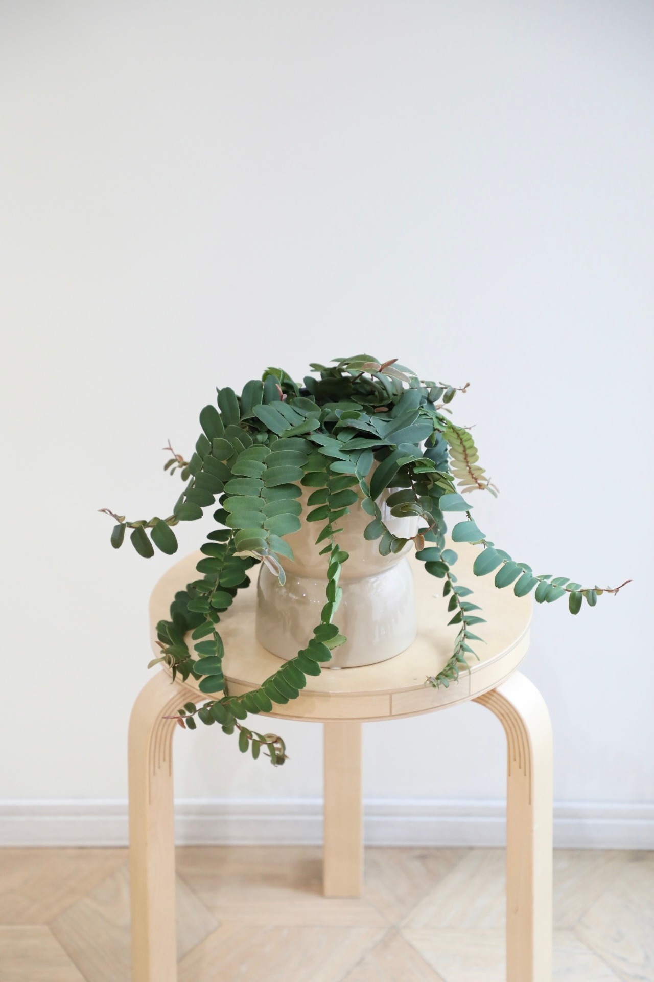 【S】マルクグラフィア ウンベラータ/Marcgravia umbellata