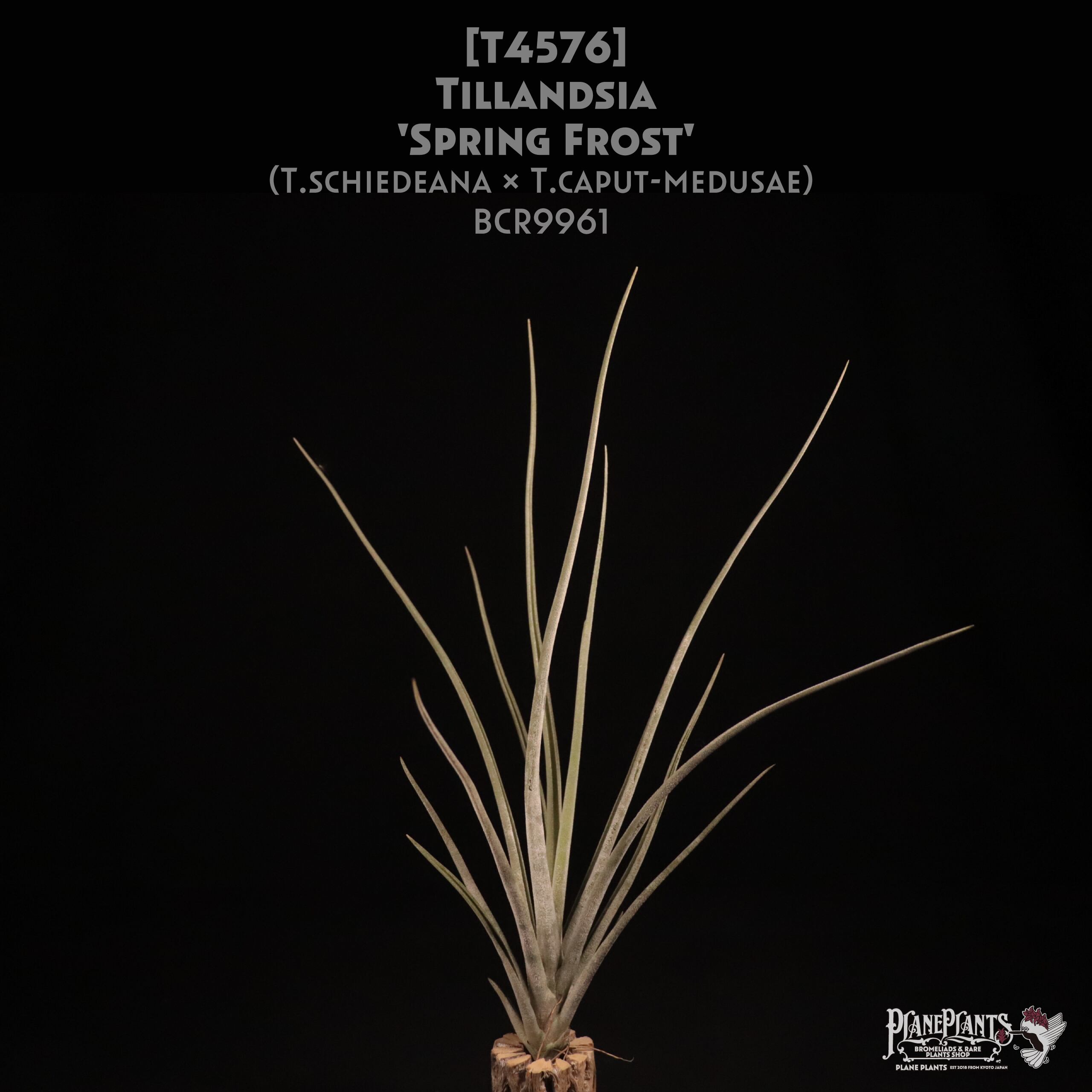【送料無料】'Spring Frost'〔エアプランツ〕現品発送T4576