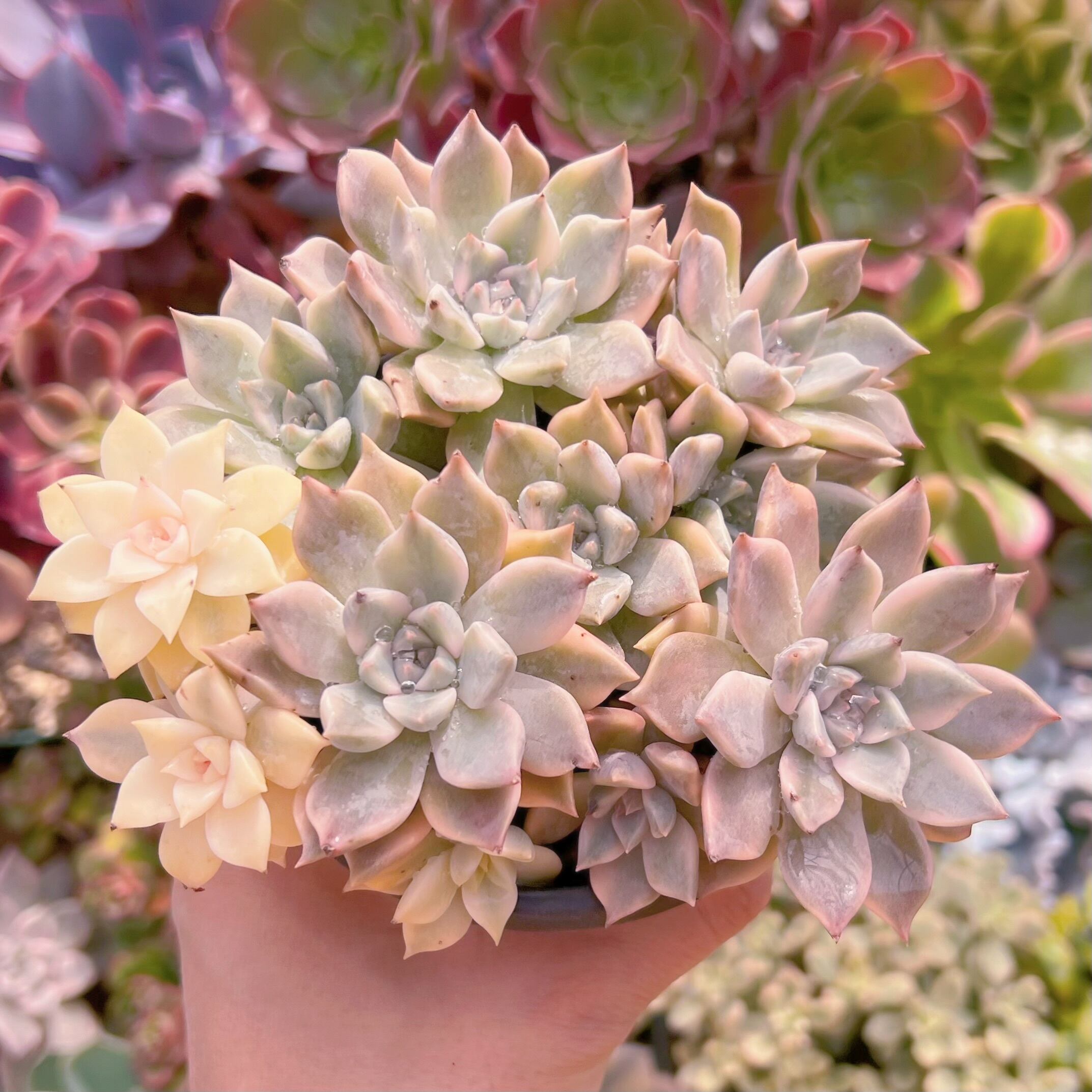 現品　カリナ錦#716　群生　新入荷