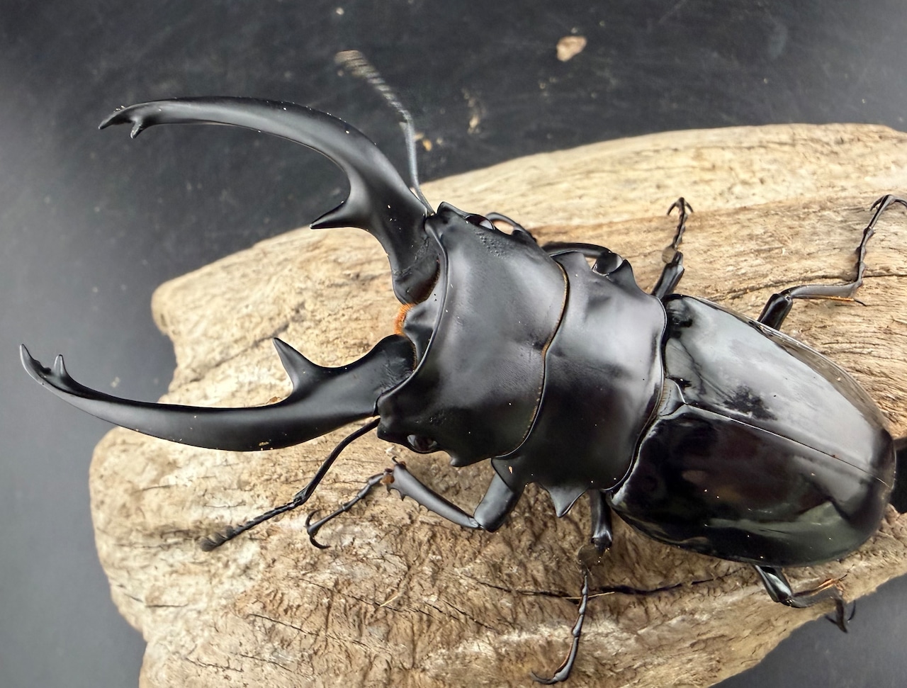 【WD】《インターメディアツヤクワガタ ネグロス島産 97.5mm ペア》