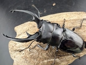 【WD】《インターメディアツヤクワガタ ネグロス島産 97.5mm ペア》