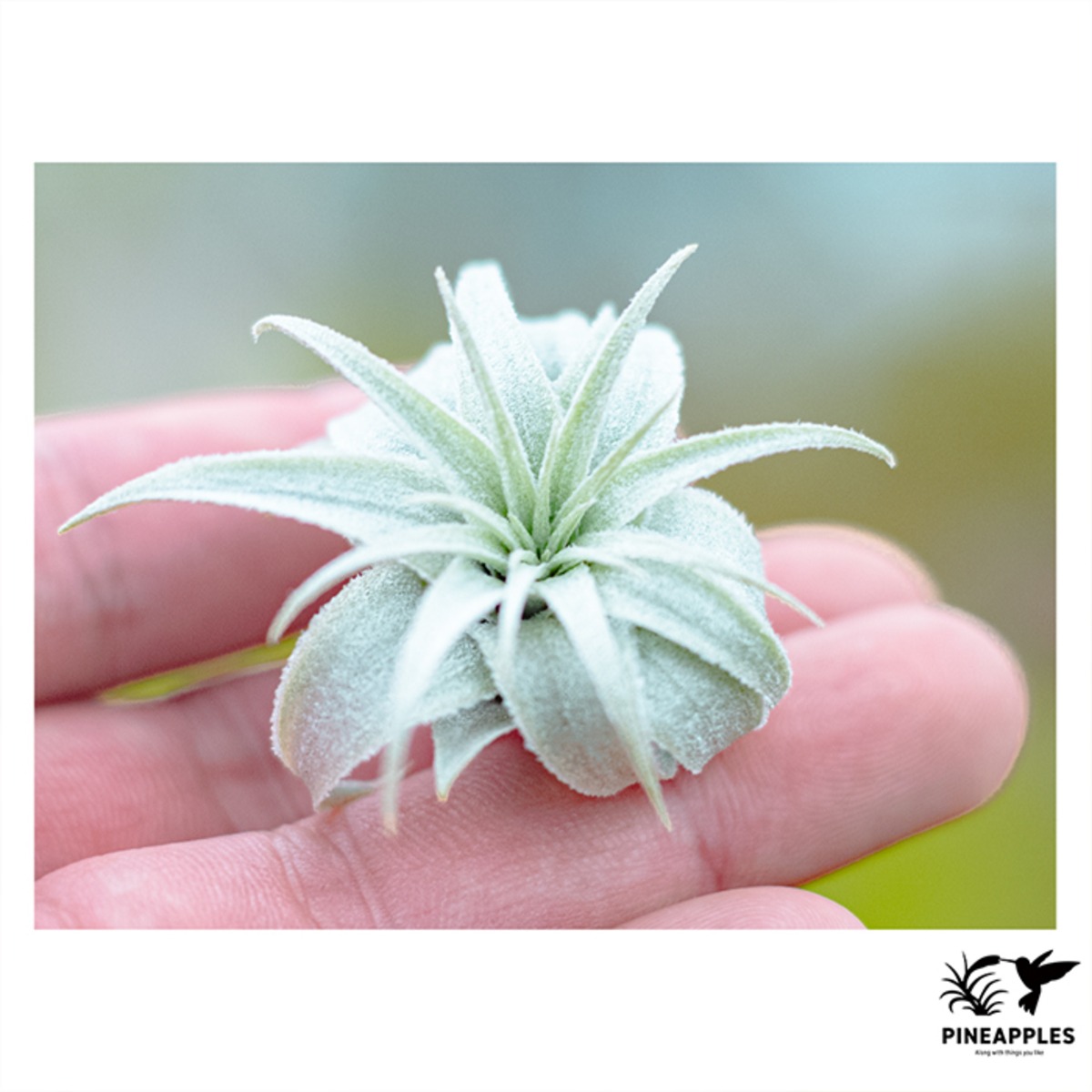 Tillandsia chapeuensis var. turriformis (Koheres) | PINEAPPLES