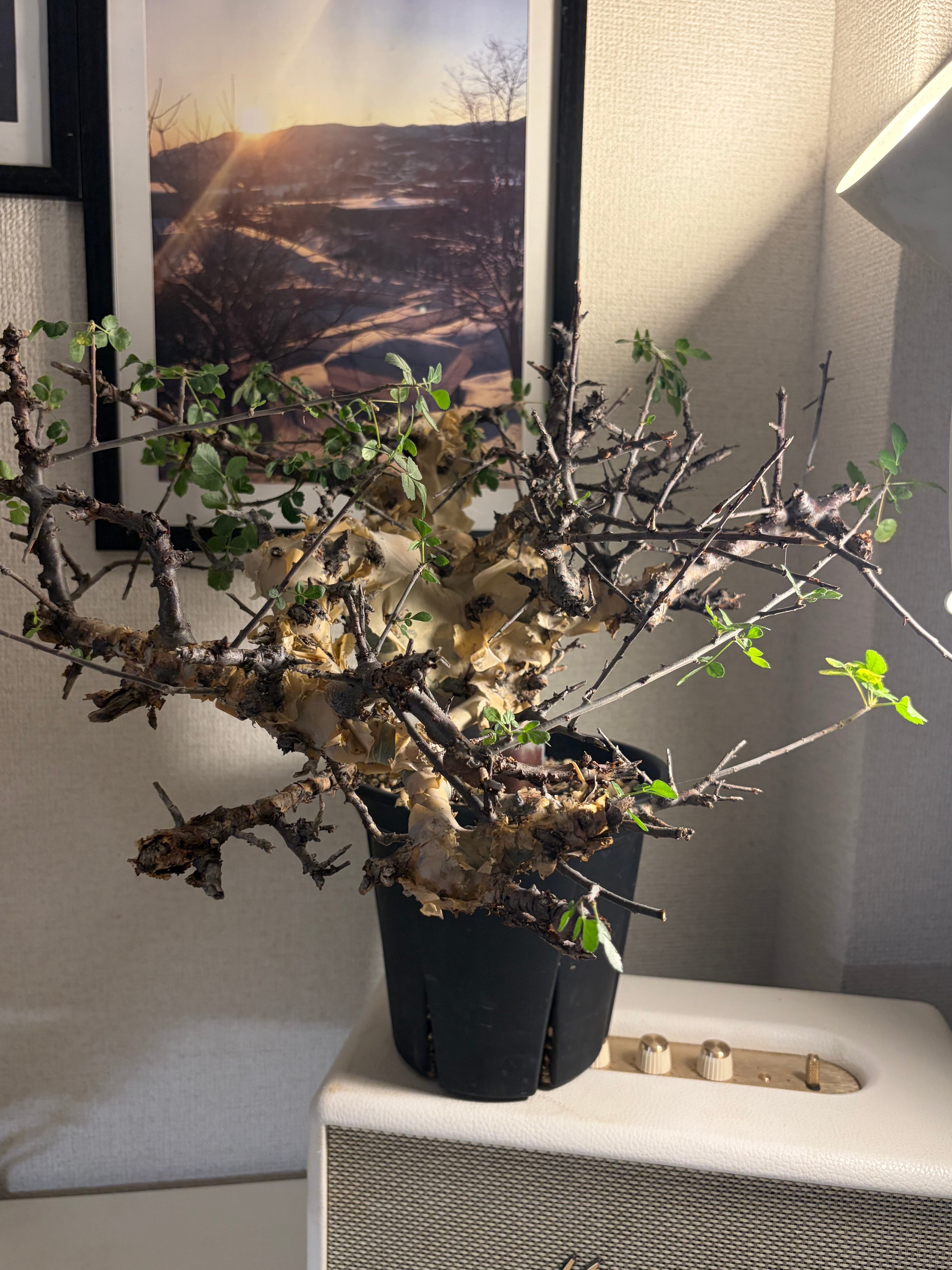Commiphora | オモニキチュウ
