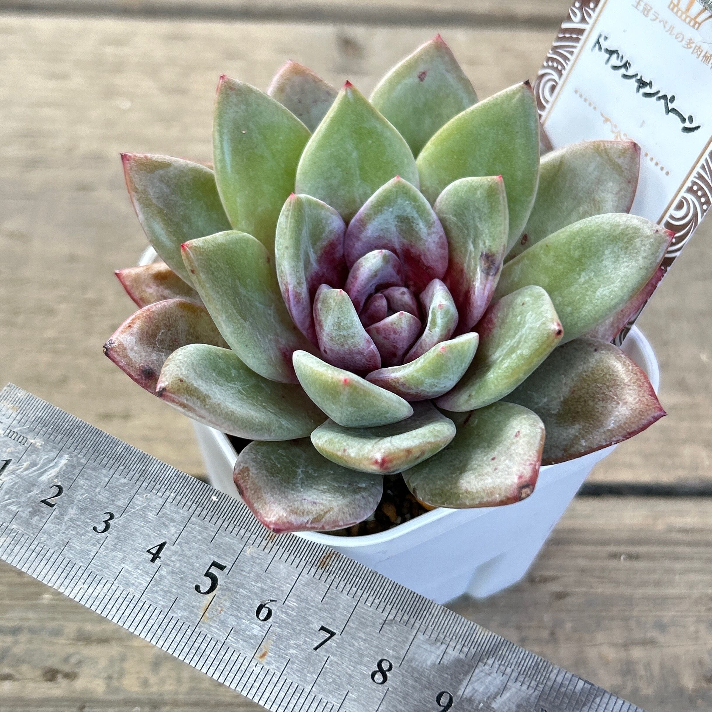 ドイツシャンペーン | RuPo 多肉植物専門店