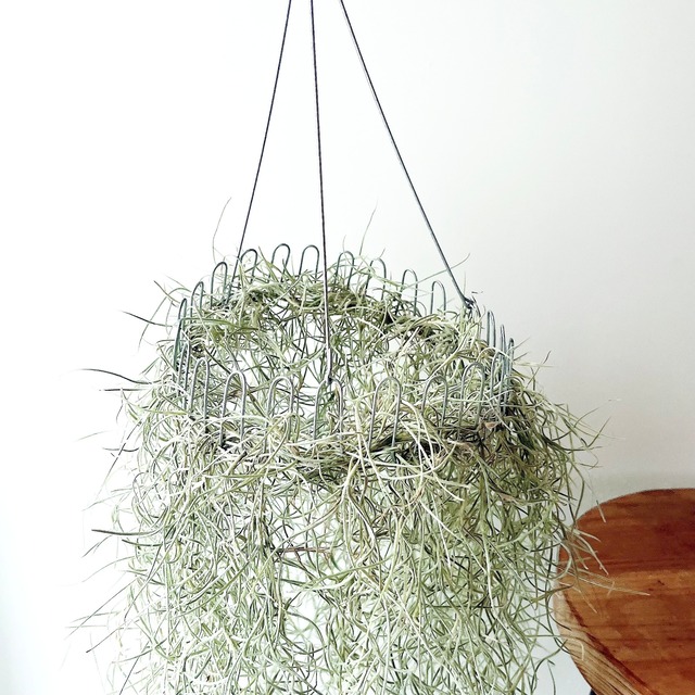 チランジア ウスネオイデス スパニッシュモス ループハンガー 観葉植物 calm cafe