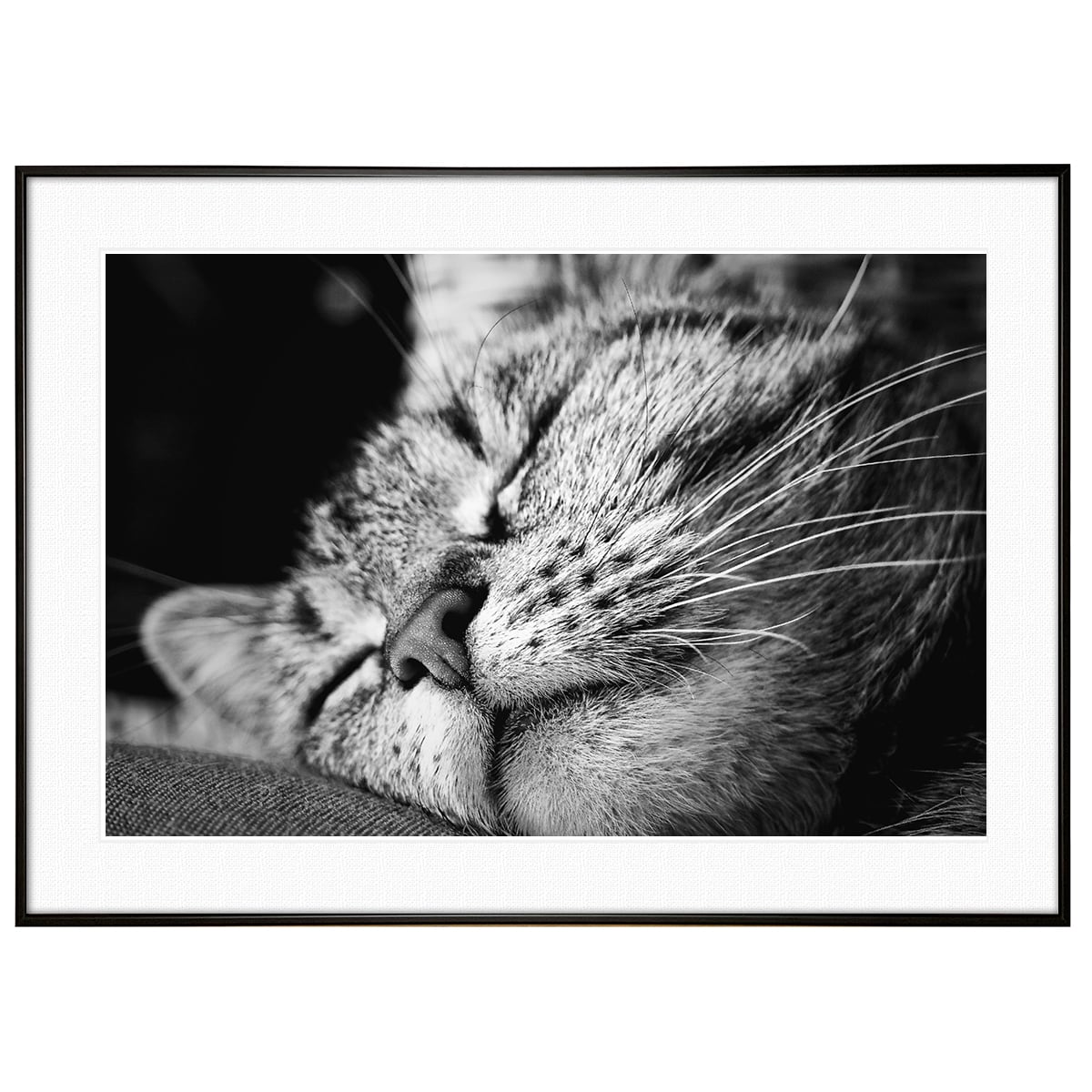 動物写真 寝ている猫 インテリア モノクロアートポスター額装 AS1219