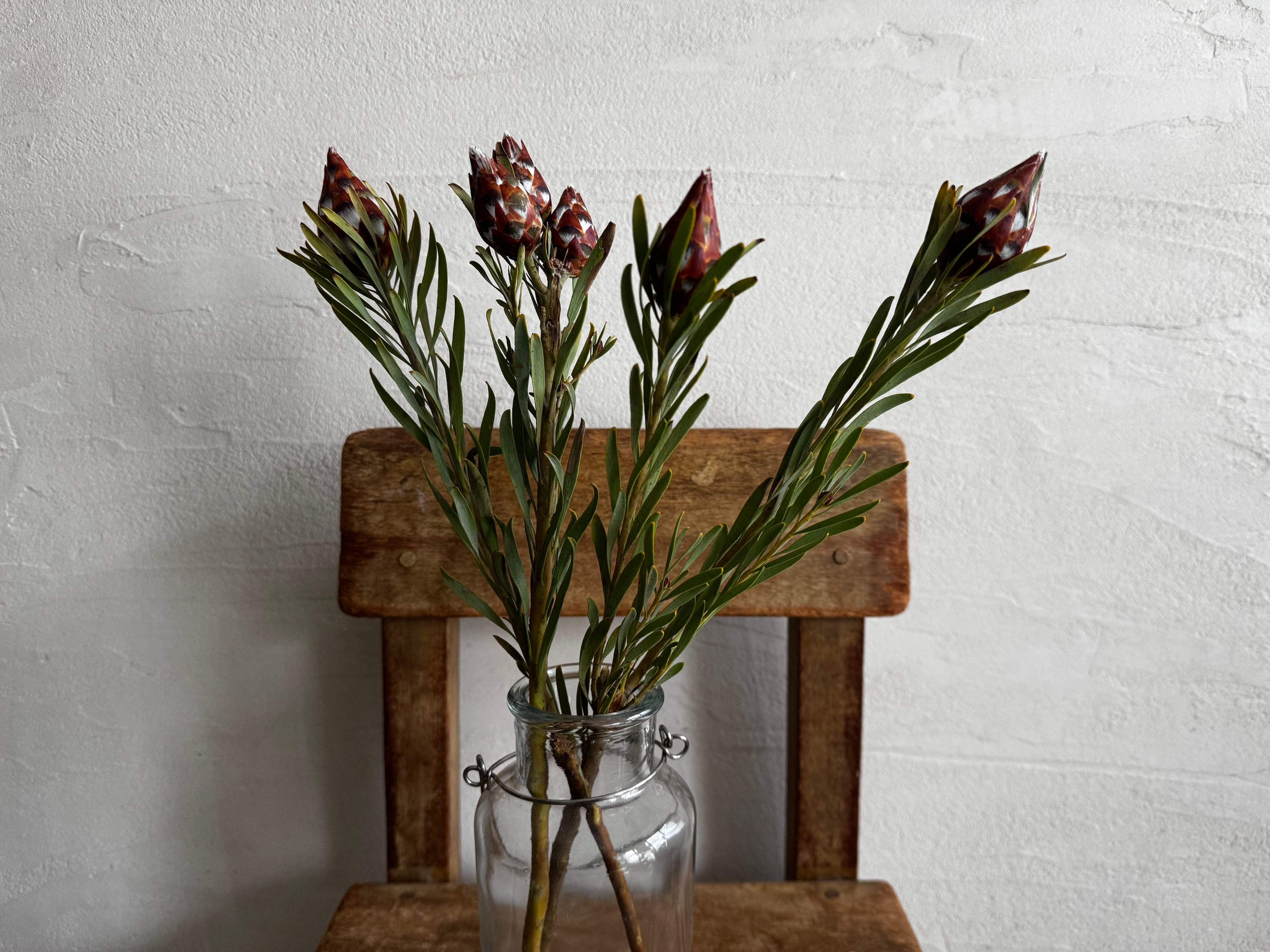 国産フレッシュミモザの花束》ドライフラワー/フラワーギフト