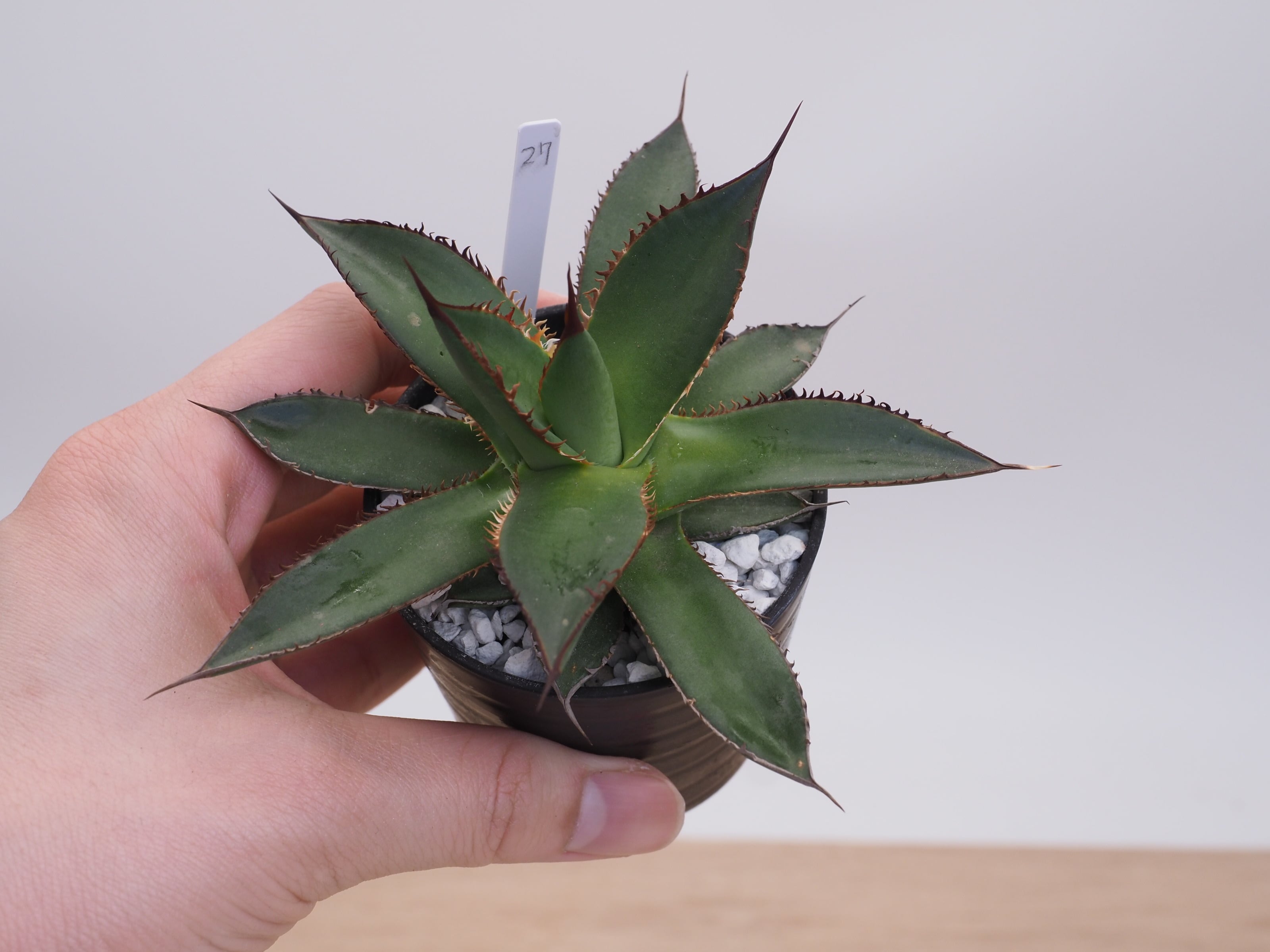 アガベ | THE CORE