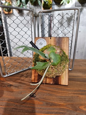 P.Willinckii Indonesia Sp#2 【artPLANTs/PLANTS GARAGE】ビカクシダ/Platycerium