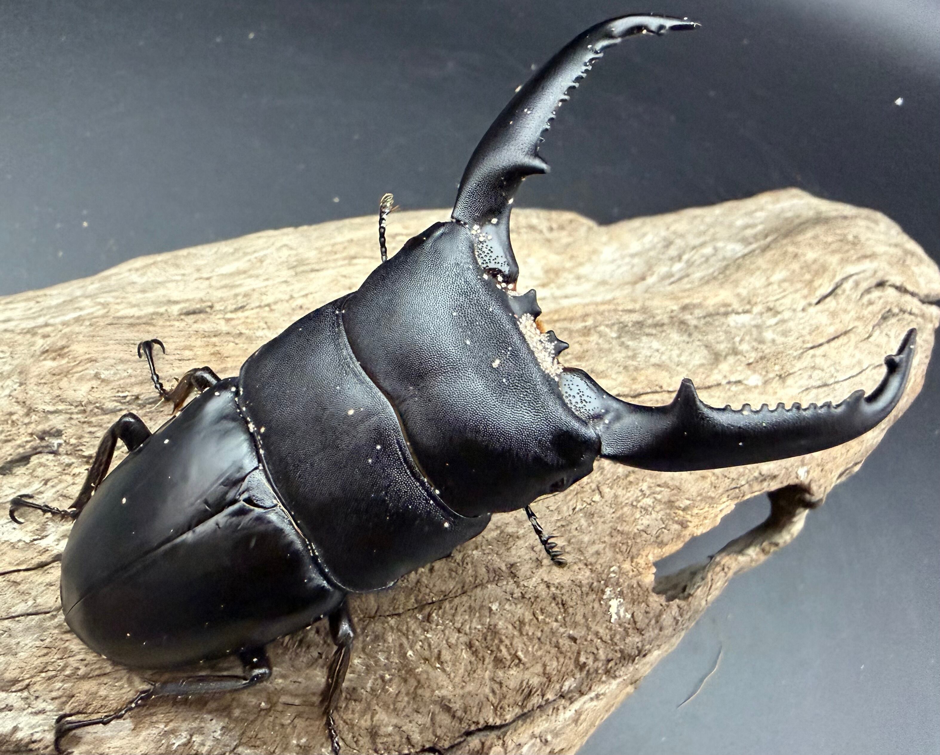 ヒラタクワガタの仲間 | KPW公式オンラインショップ