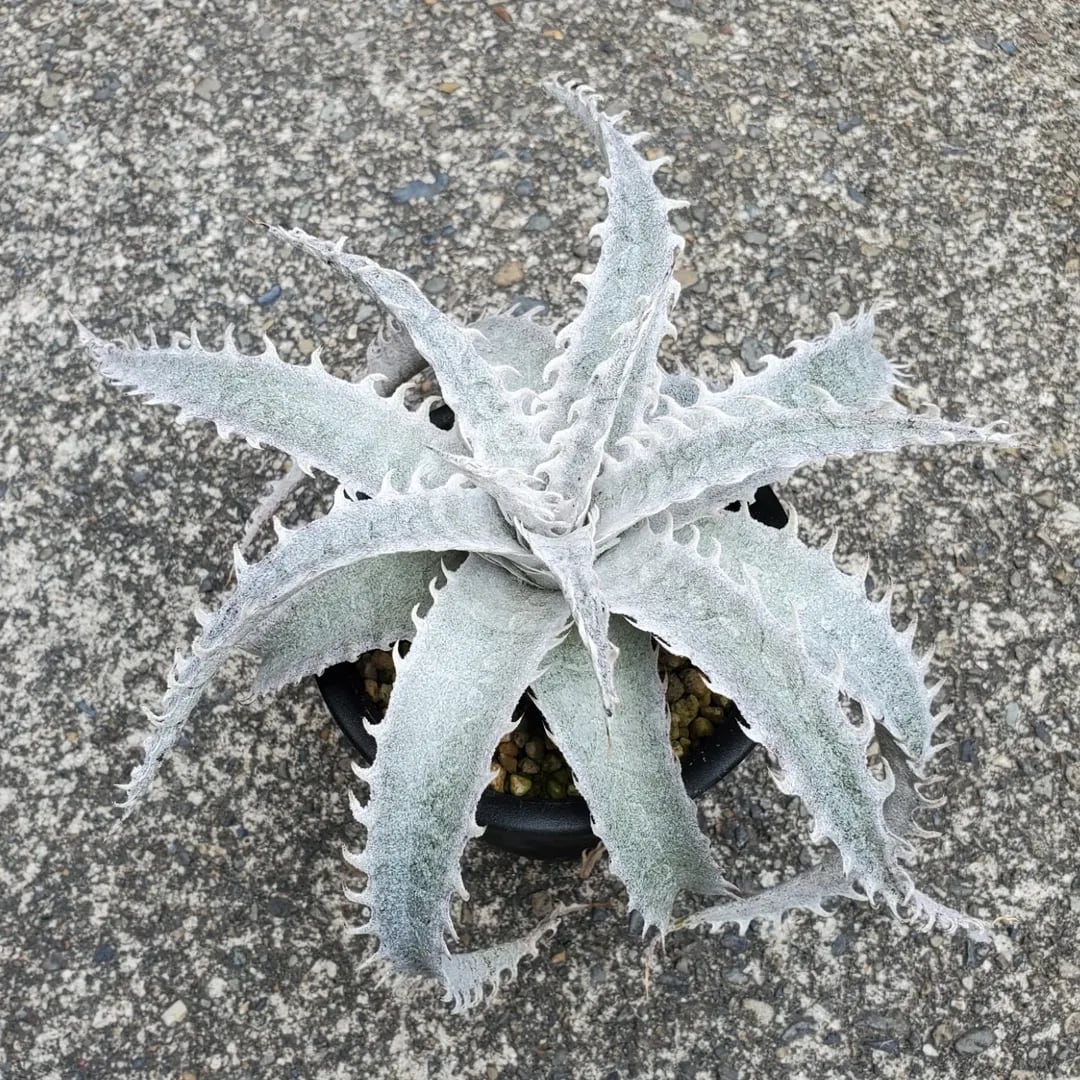 ディッキア Dyckia macedoi, Bill Baker hybrid ディッキア Dyckia macedoi hybrid, Bill Baker ディッキア Dyckia