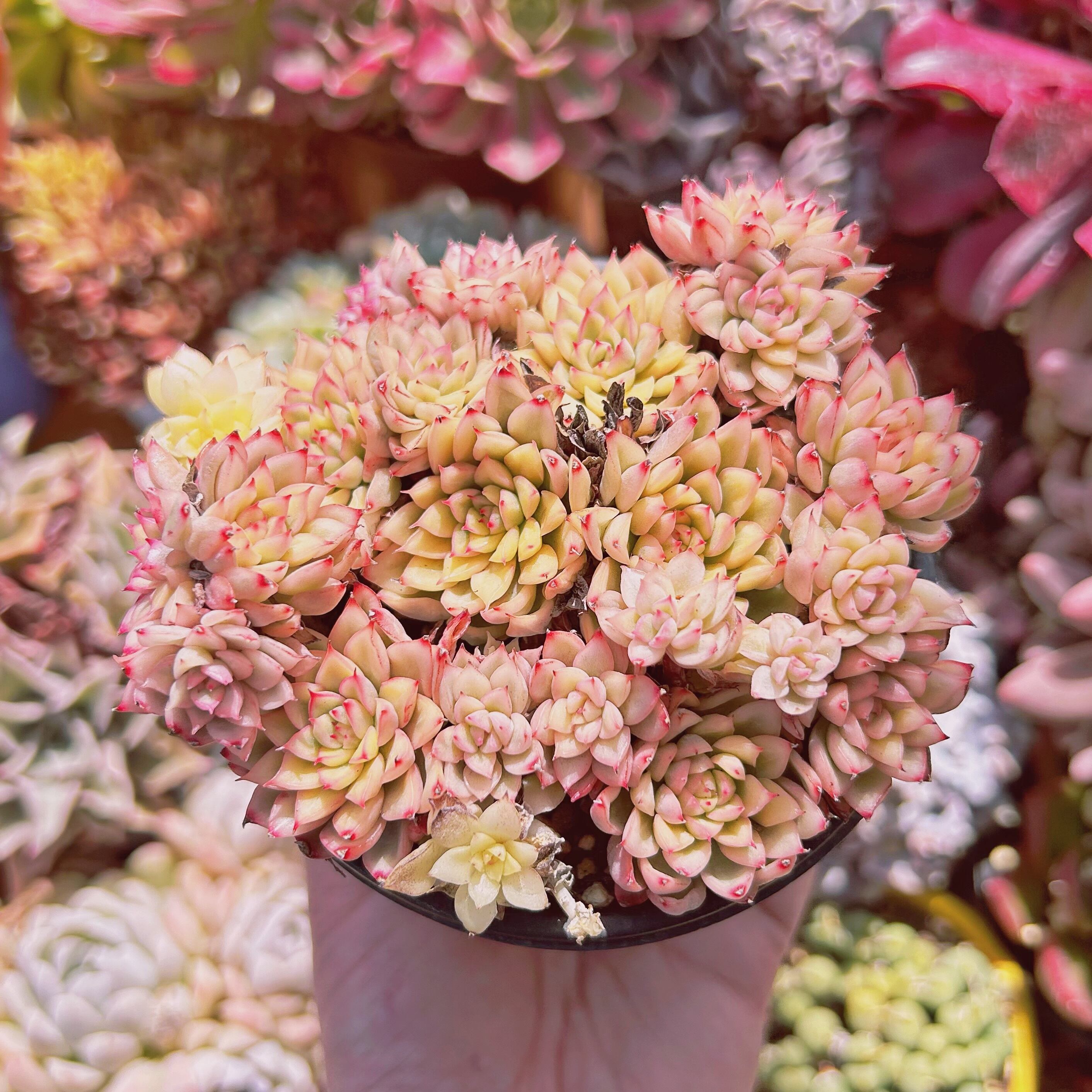 #543現物　多肉植物　Echeveria  女雛錦　特大　抜き苗