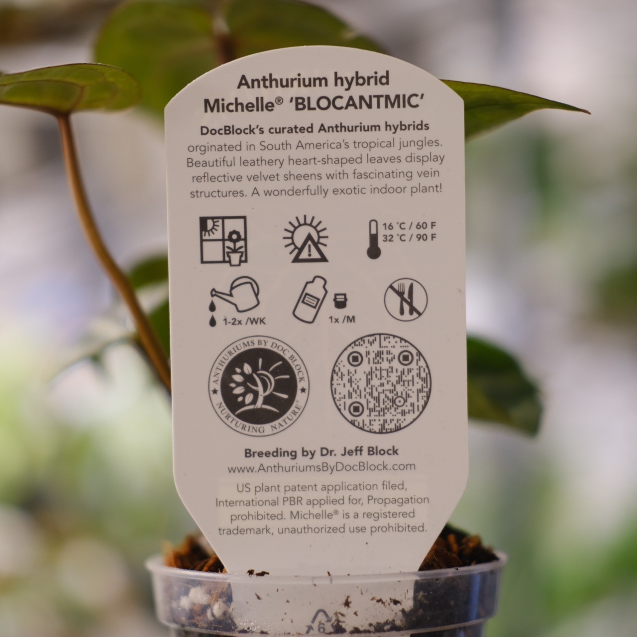 【希少】Anthurium 'Michelle' by DOC BLOCK④ / アンスリウム・ミシェル