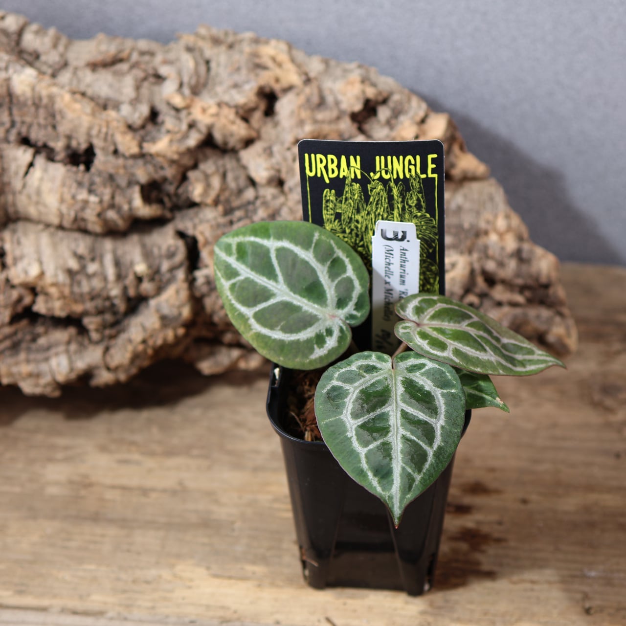 836『urban jungle Anthurium 'Red Crystallinum UJ' (Michelle