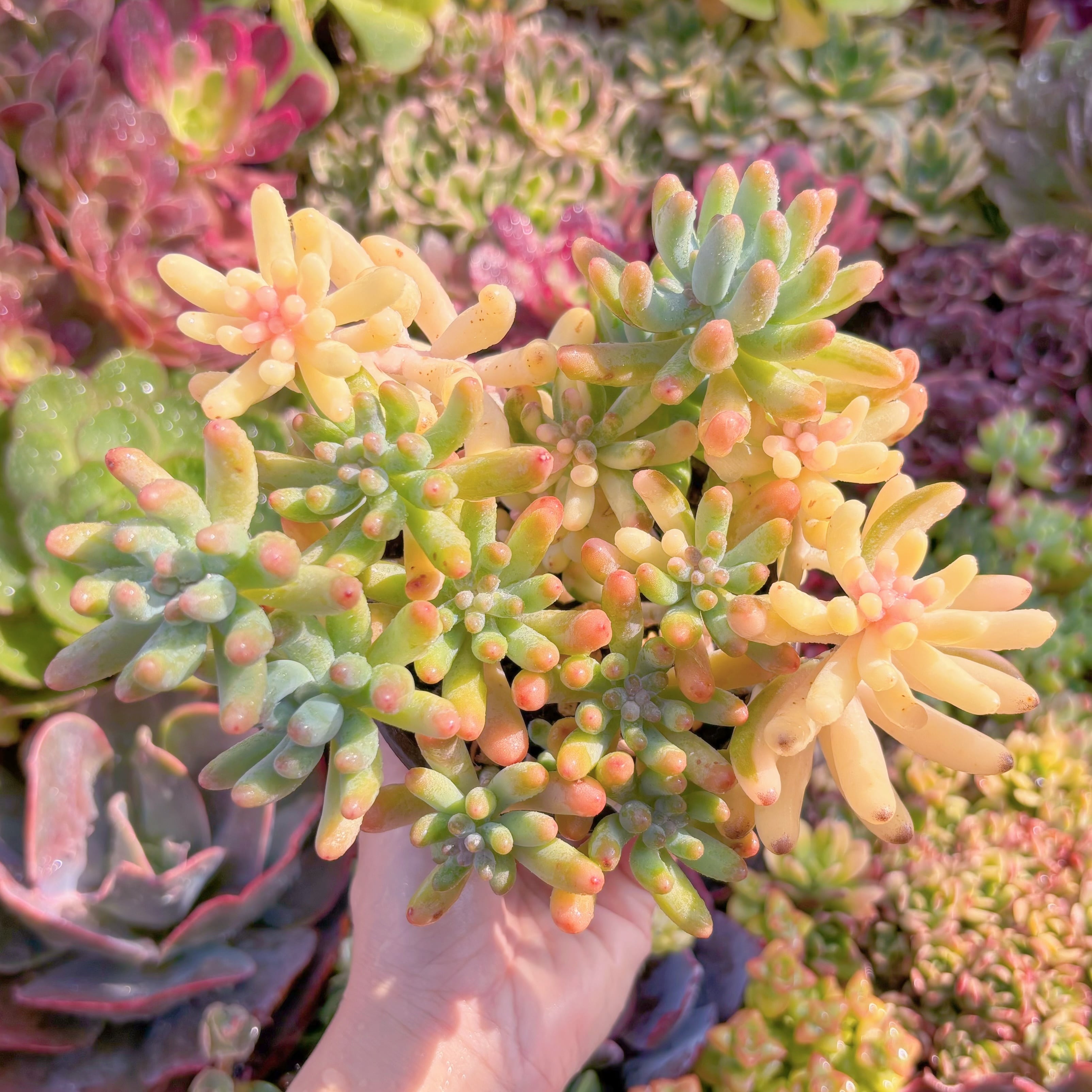 現品　乙女心錦#M147　新入荷　るる農園