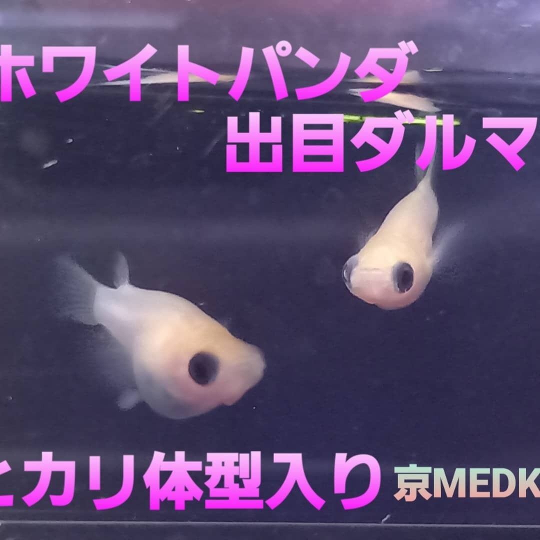 卵】ホワイトパンダ出目ダルマメダカの卵50個 | Happy aquarium 金魚