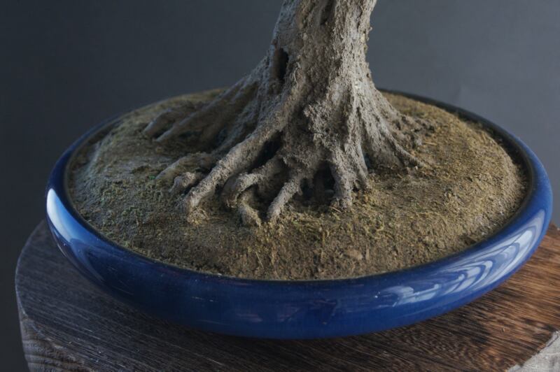 盆栽 桃 Peach Tree Bonsai #100 | Oh! BONSAI 盆栽 桃 Peach Tree Bonsai #100 | Oh! BONSAI