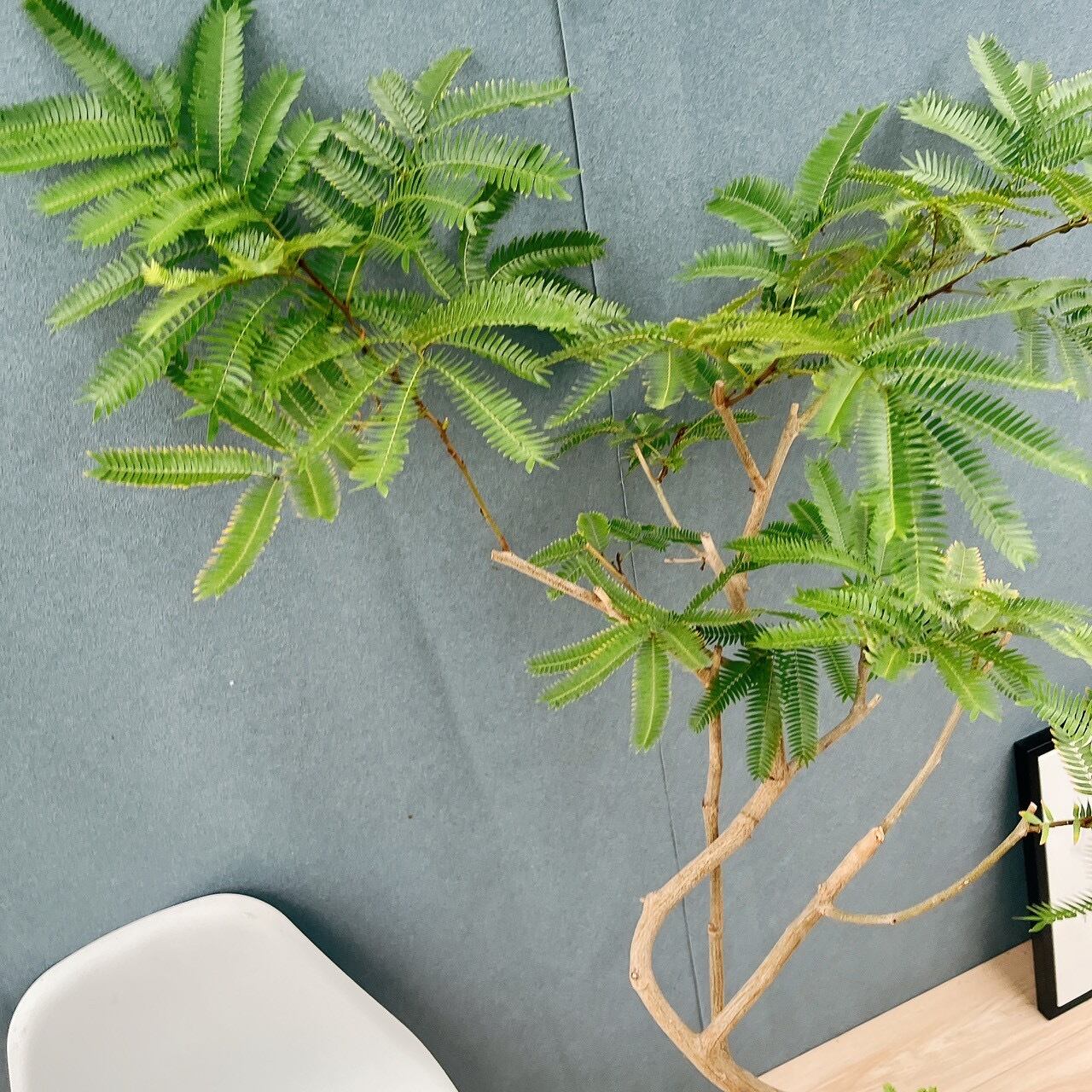 現品］5番 エバーフレッシュ 曲がり 8号 観葉植物 室内 大型 人気