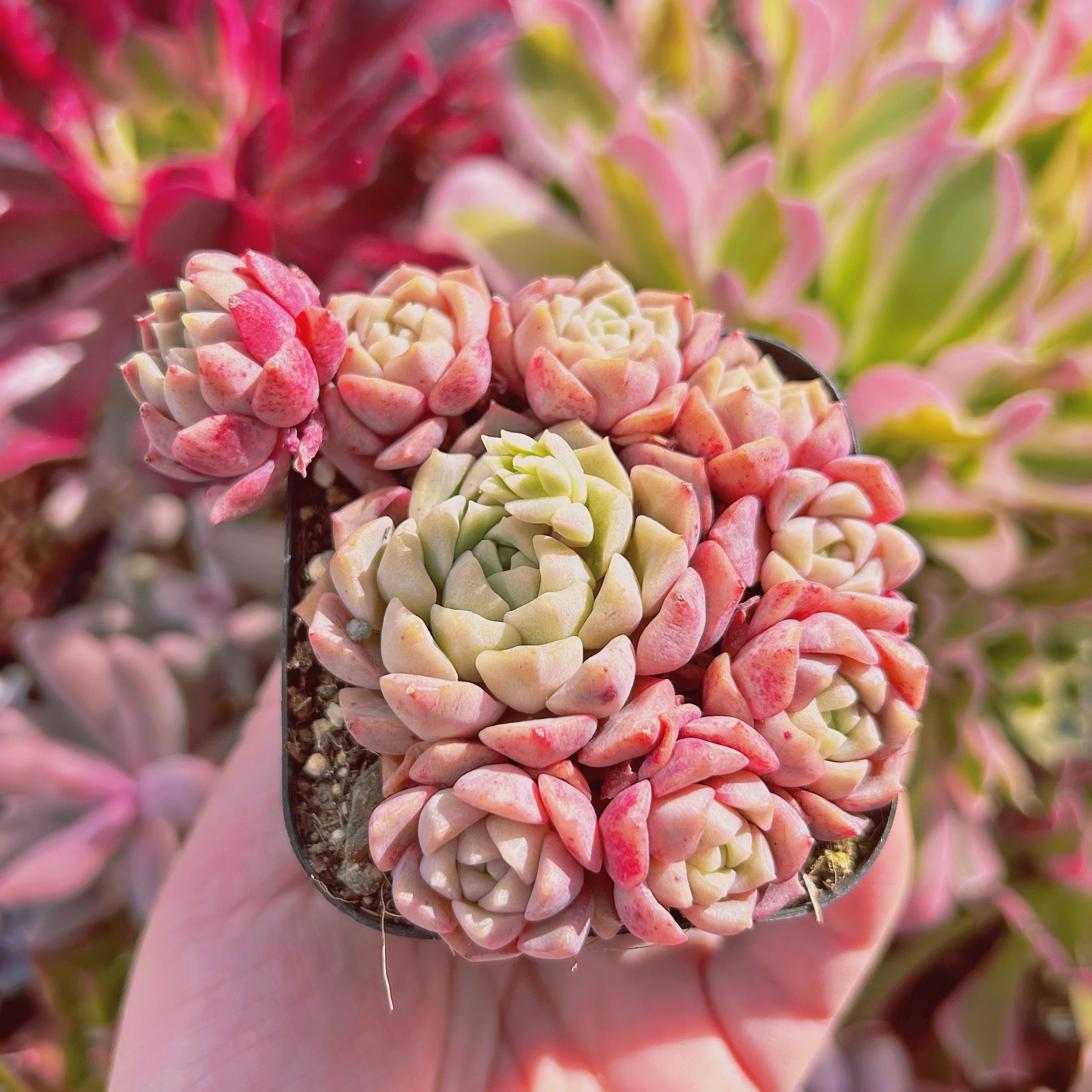 #893現物　多肉植物　雪月