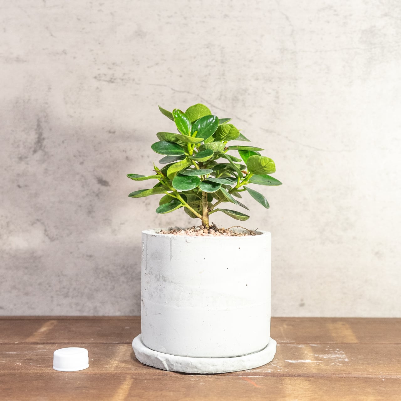 濃い緑の丸葉が密集する、生命力溢れるパンダガジュマル。根腐れを防ぐ独自配合の用土で仕立てた、健康な一鉢。長く愛でてほしい、確かな健康株をお届け。■虫発生抑制【全国一律送料850円】