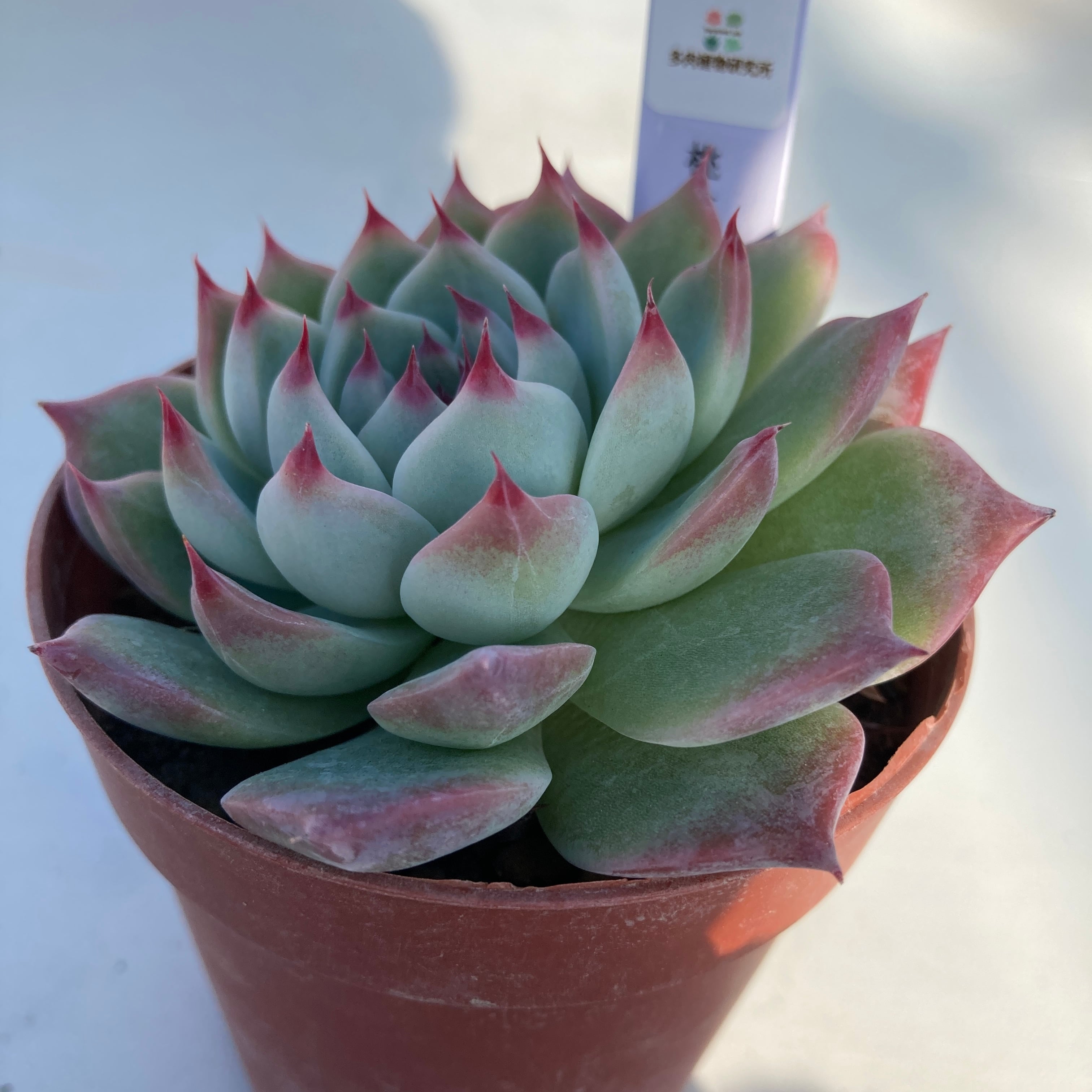 現物商品】桃太郎 | 多肉植物研究所