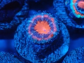 Loadhowensis Baby  "Red" 25