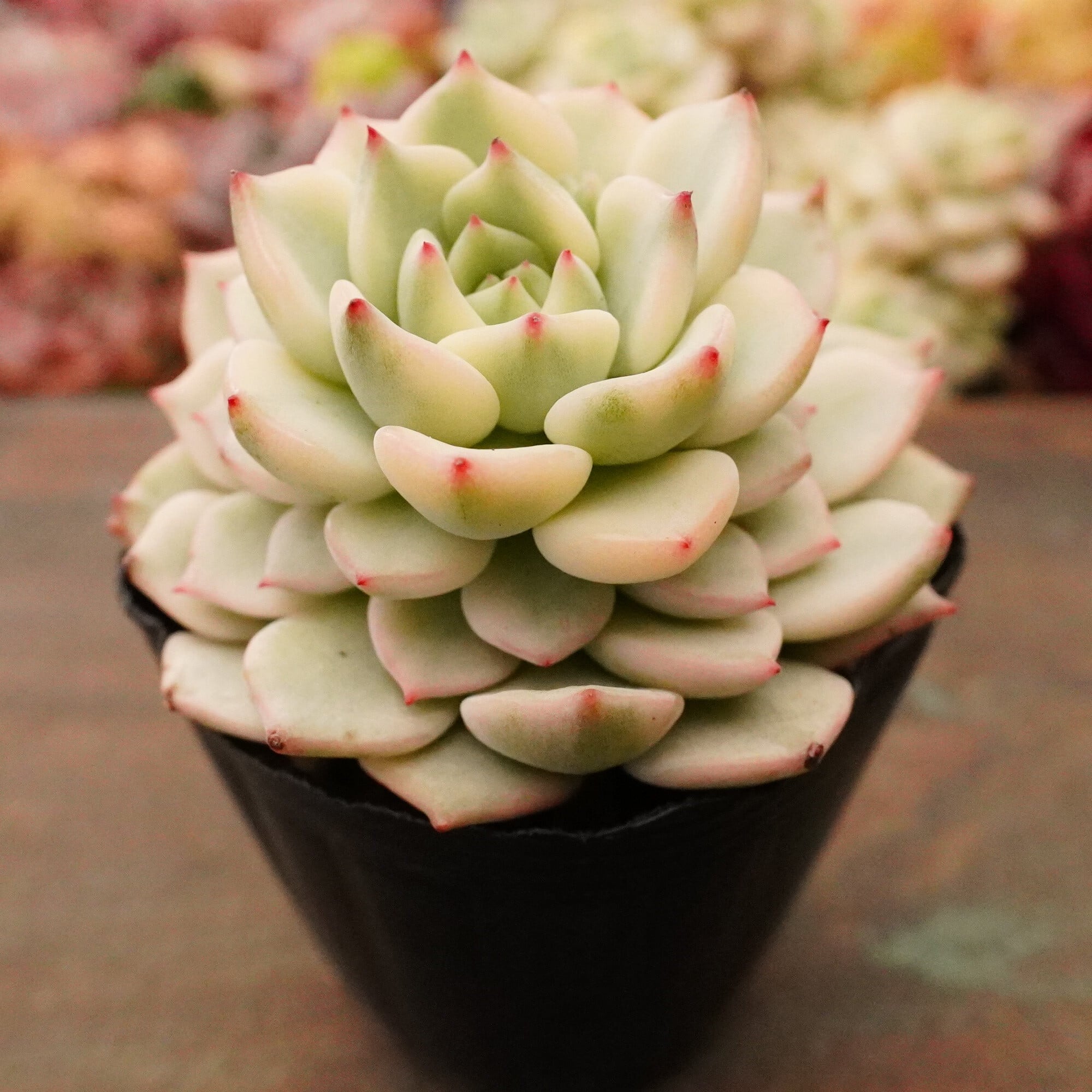 多肉植物 | E-TANIKU