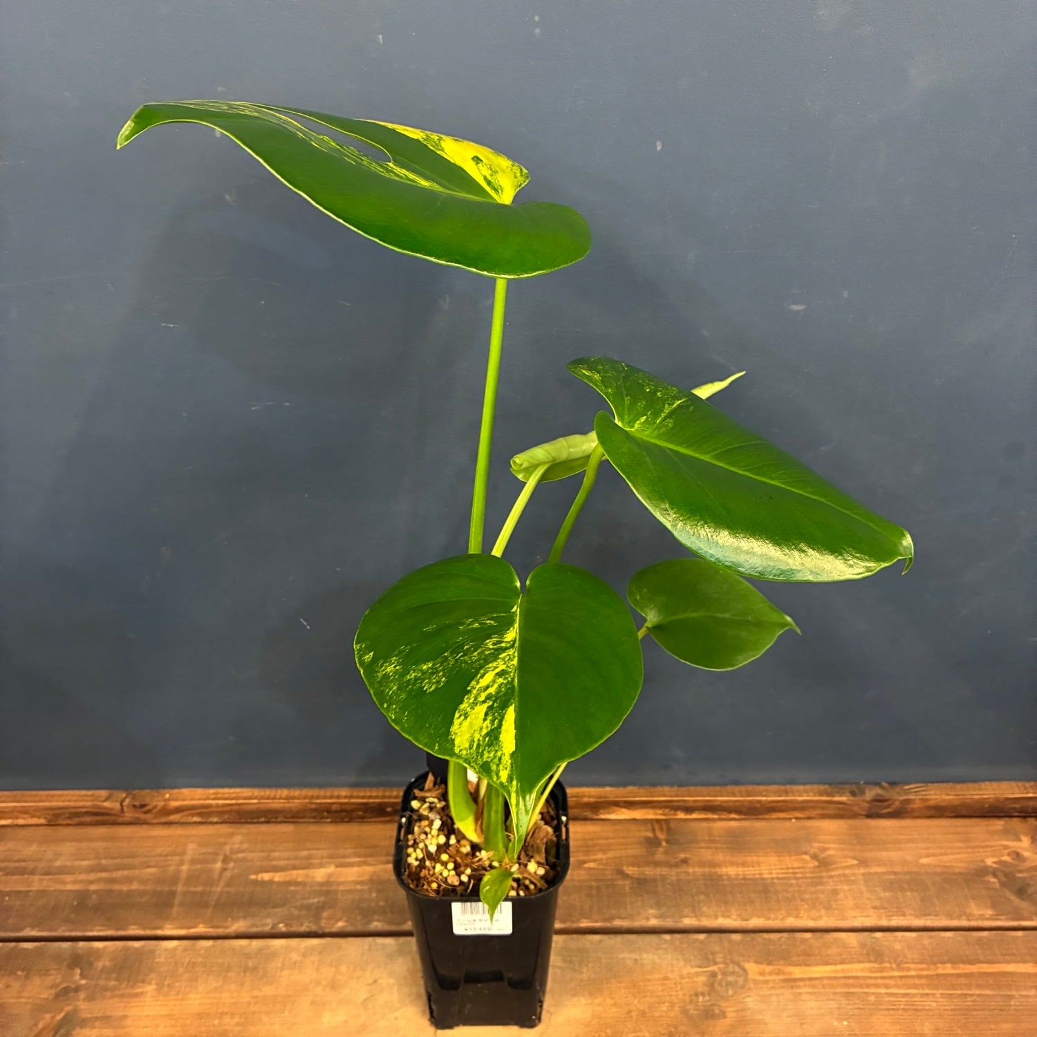 観葉植物 | PROTOLEAF プロトリーフ